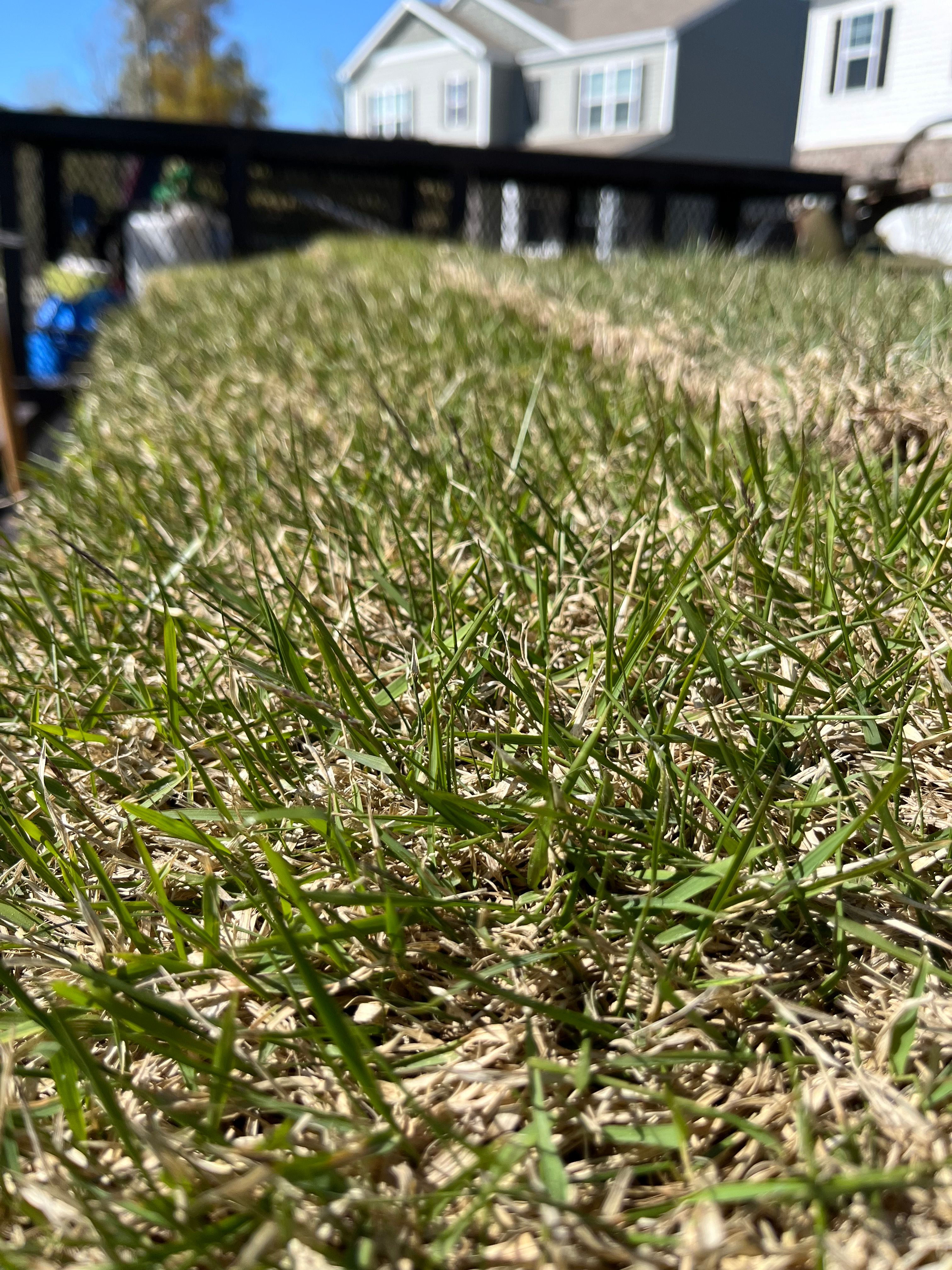  for New Creation Lawn and Landscape in Myrtle Beach, SC