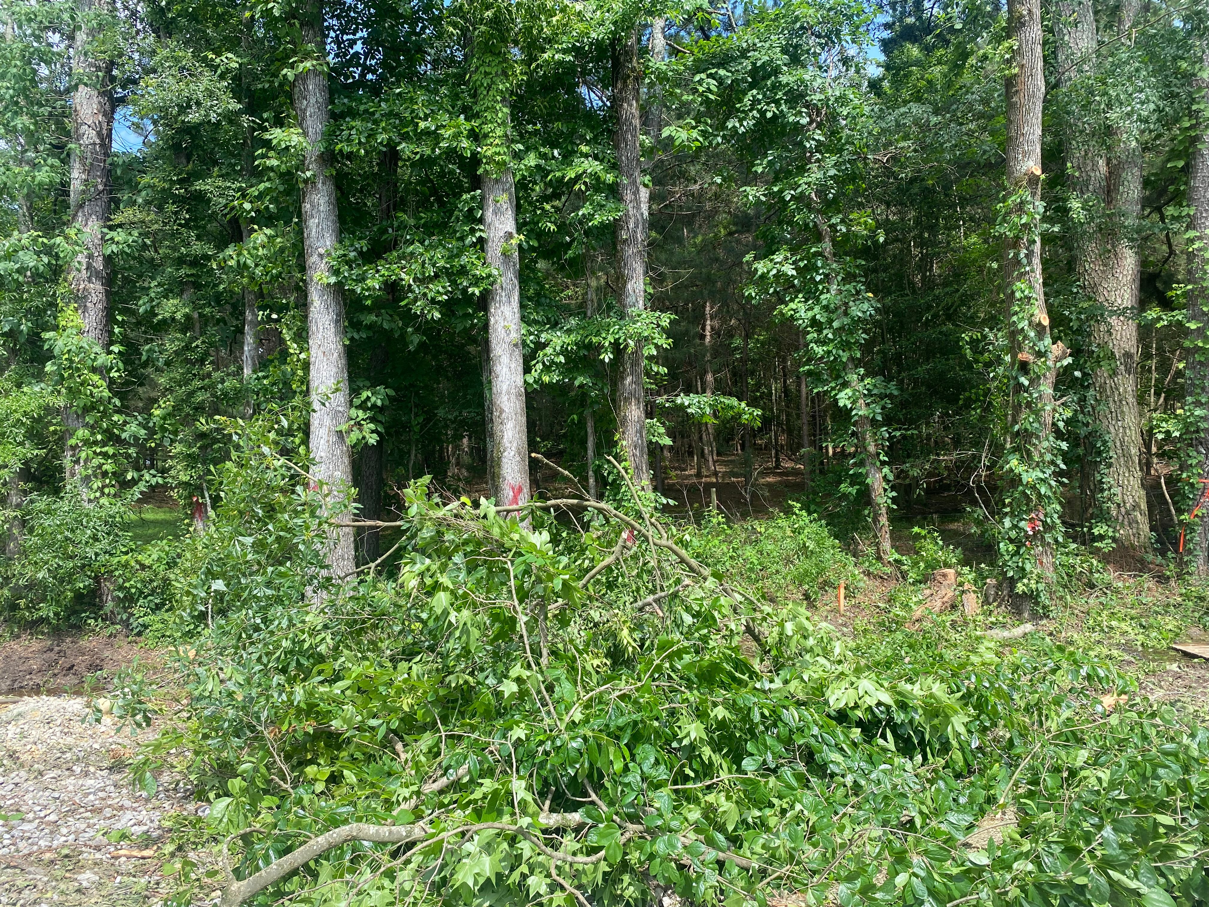  for Jeff’s Tree Service in Southside, AL