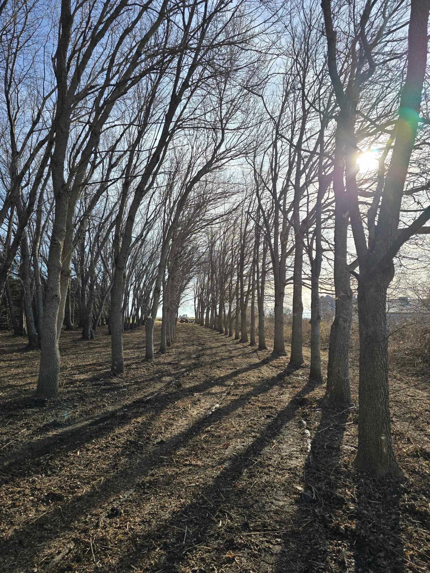  for Tree Tech in Luverne, MN