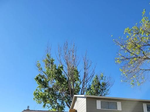  for Sloan Tree Service in Aurora, CO