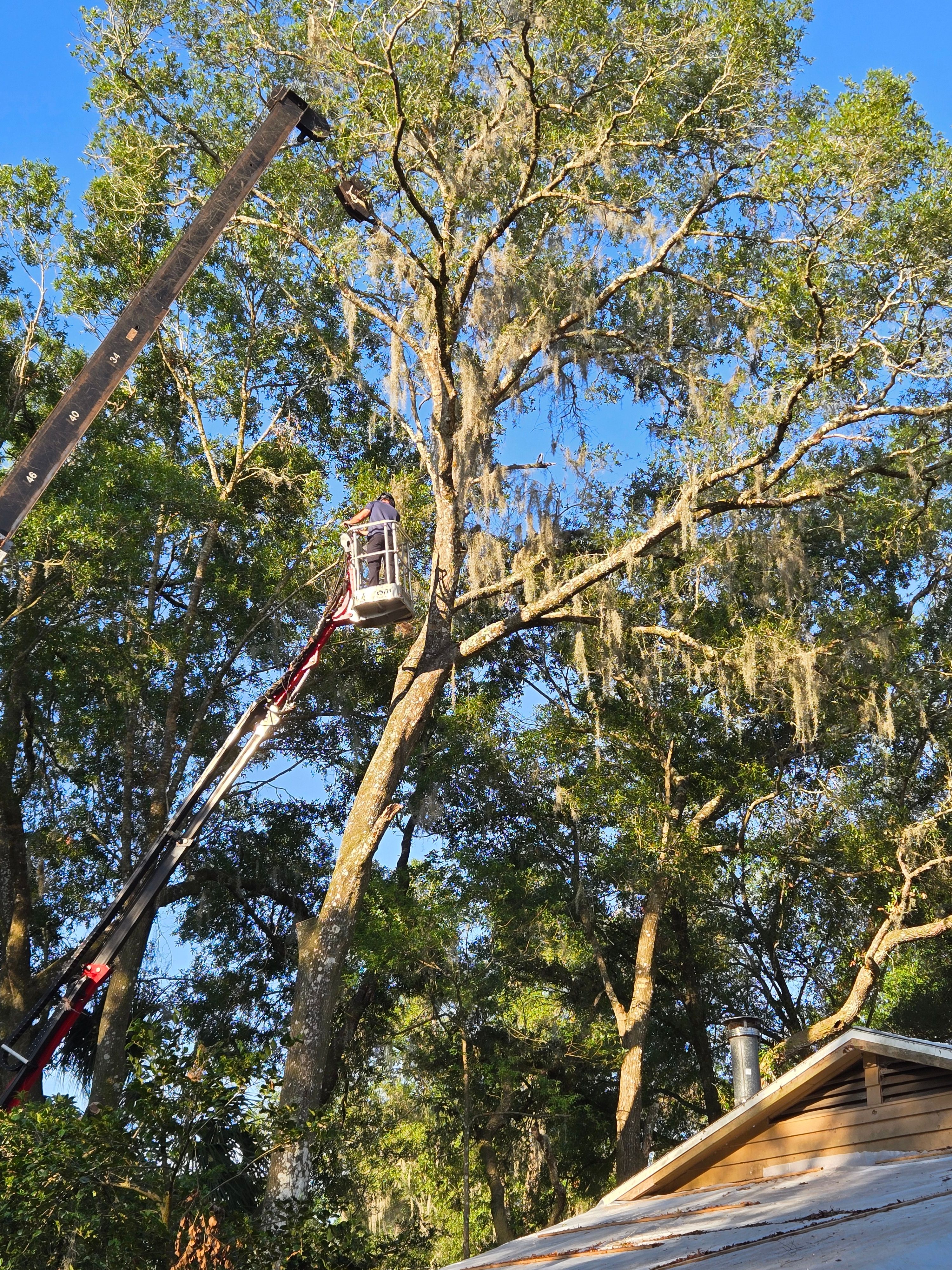 All Photos for Near Me Tree Service, Inc. in DeLand, FL