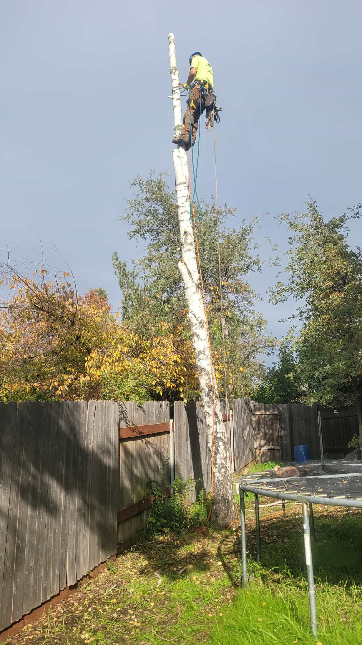  for George Staddan's Professional Tree Care in Placerville, CA