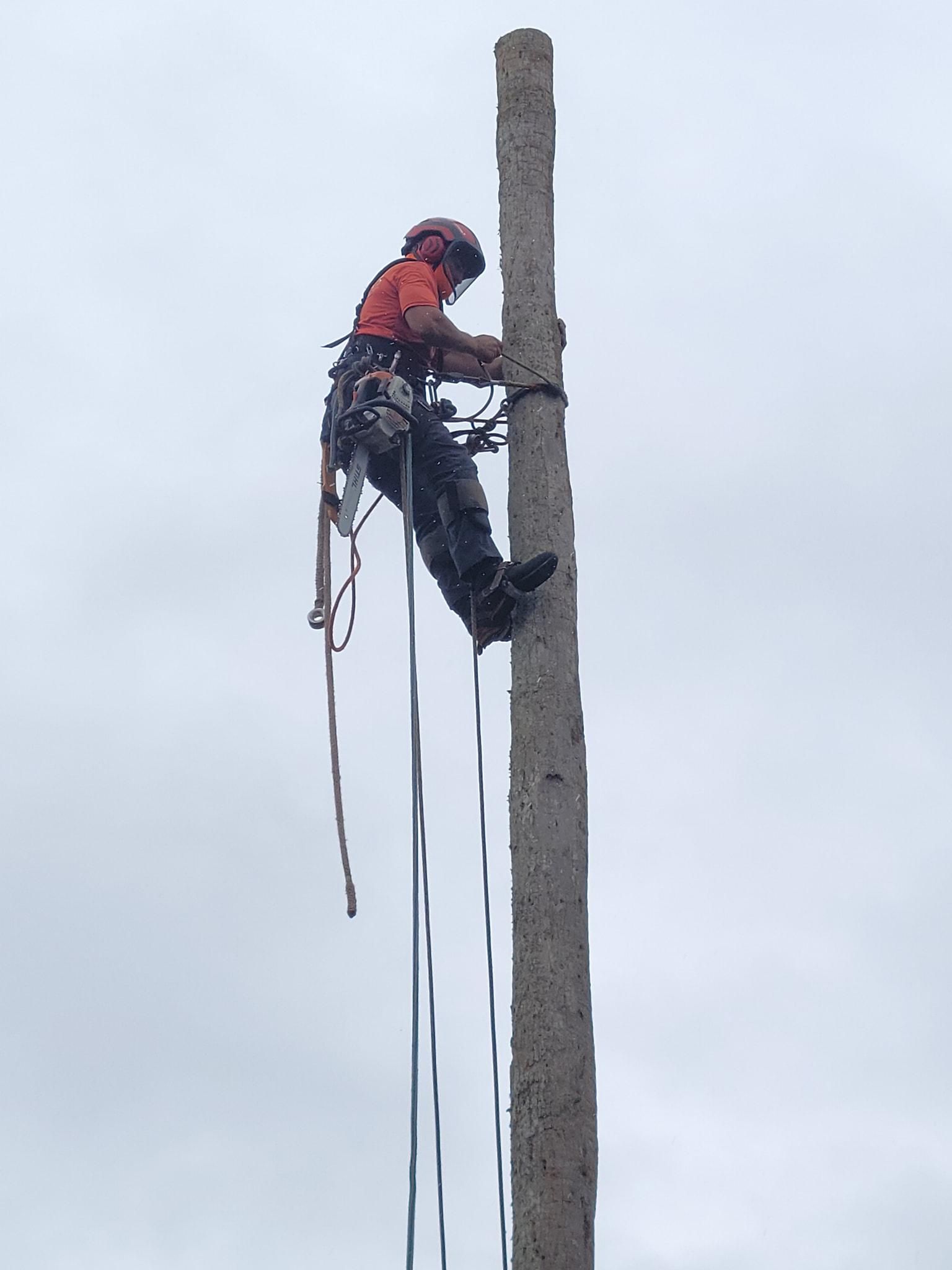  for Servin's Tree Care  in Houston, TX