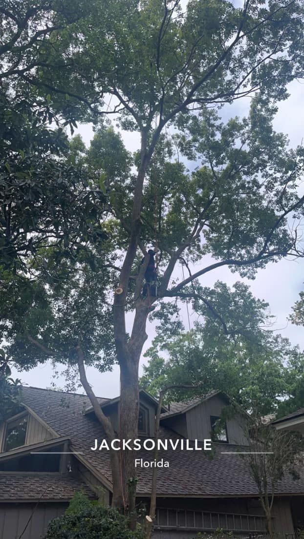  for Fast Cut Tree Service in Jacksonville Heights, FL