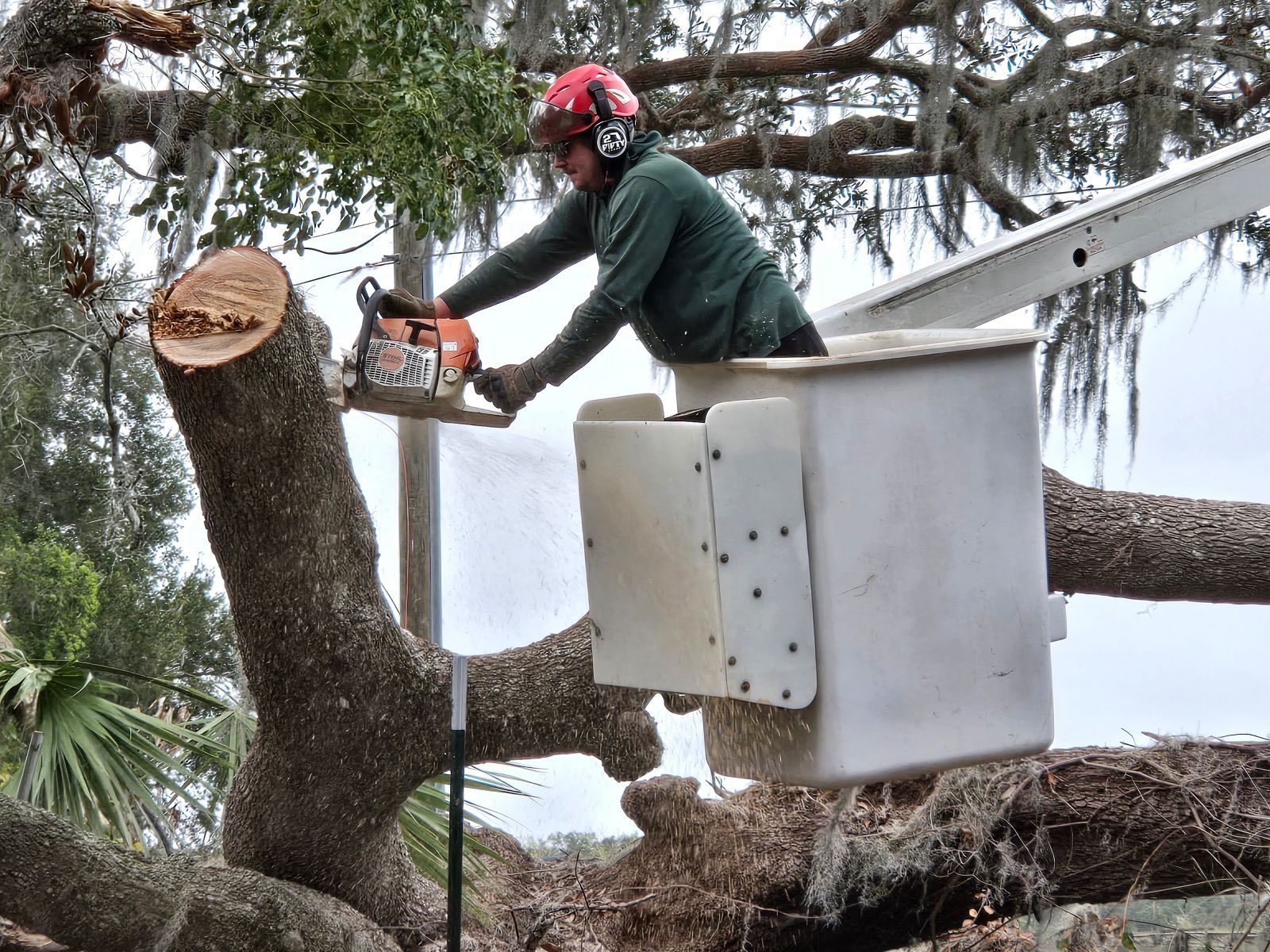 Tree Removal for A-1 Arbor Tech in Groveland, FL