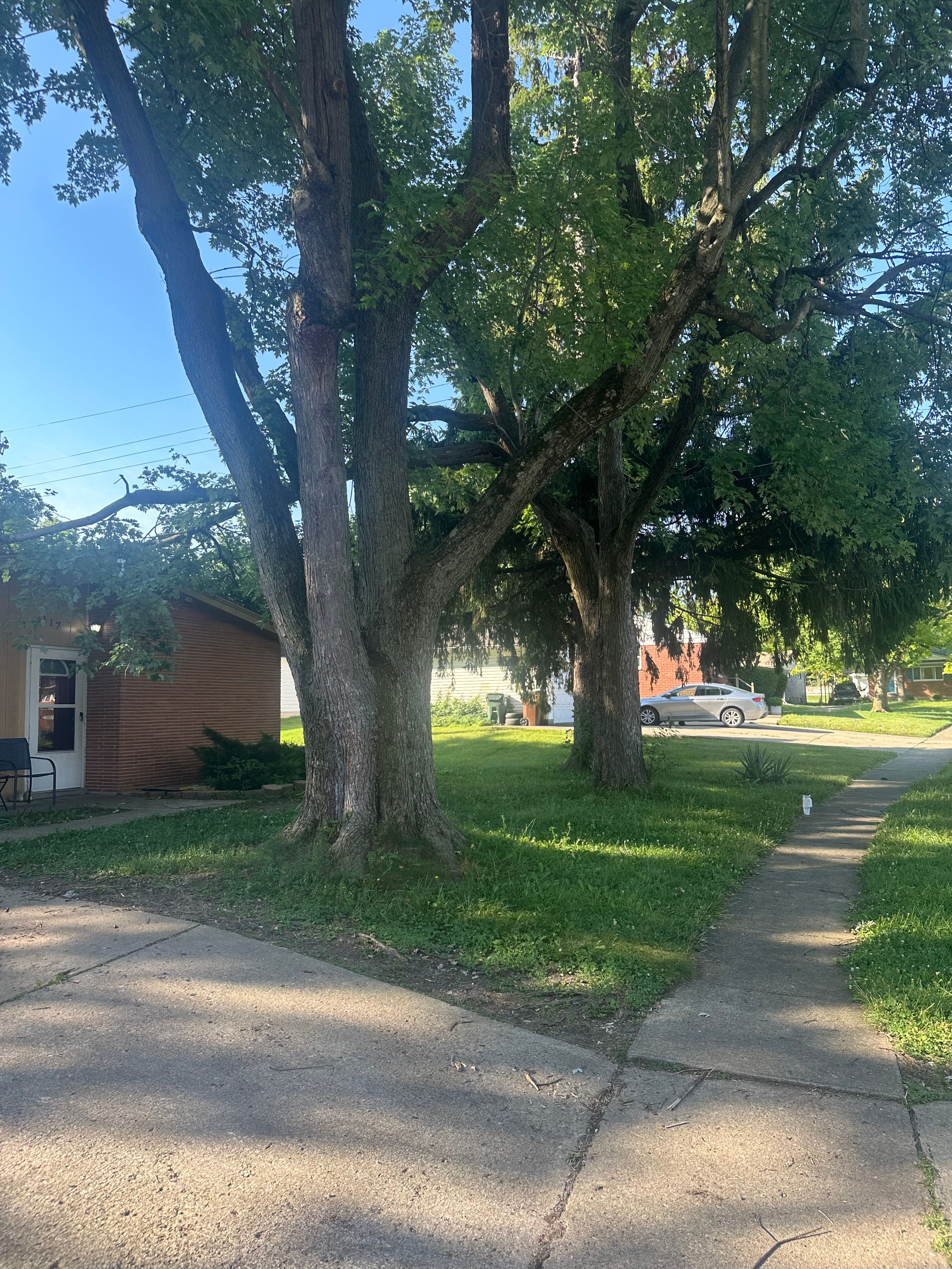 All Photos for Pro Tree Trim & Removal, Llc in Dayton, OH