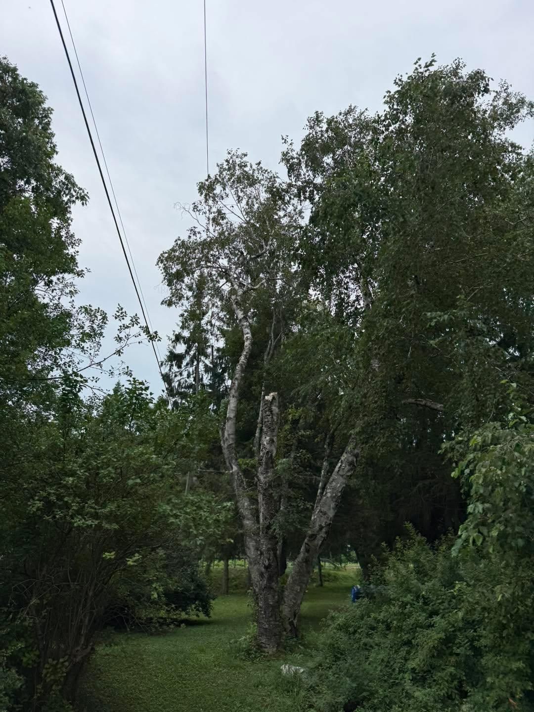  for Sterlings Tree Removal in Cobleskill, New York