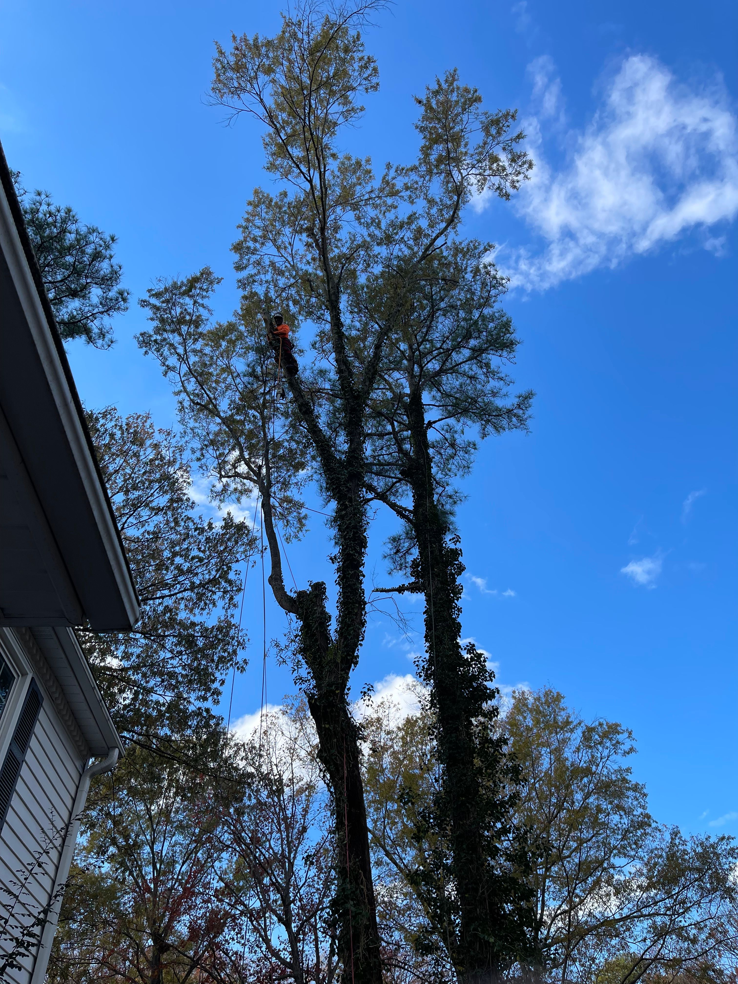  for Big Bear Tree Service in Newport News, VA