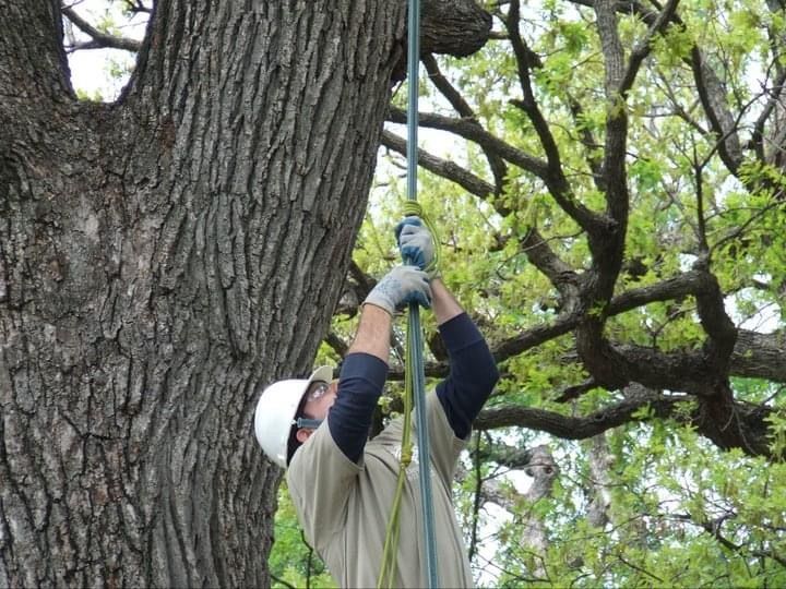  for TLC Professional Tree Service in Bedford, TX