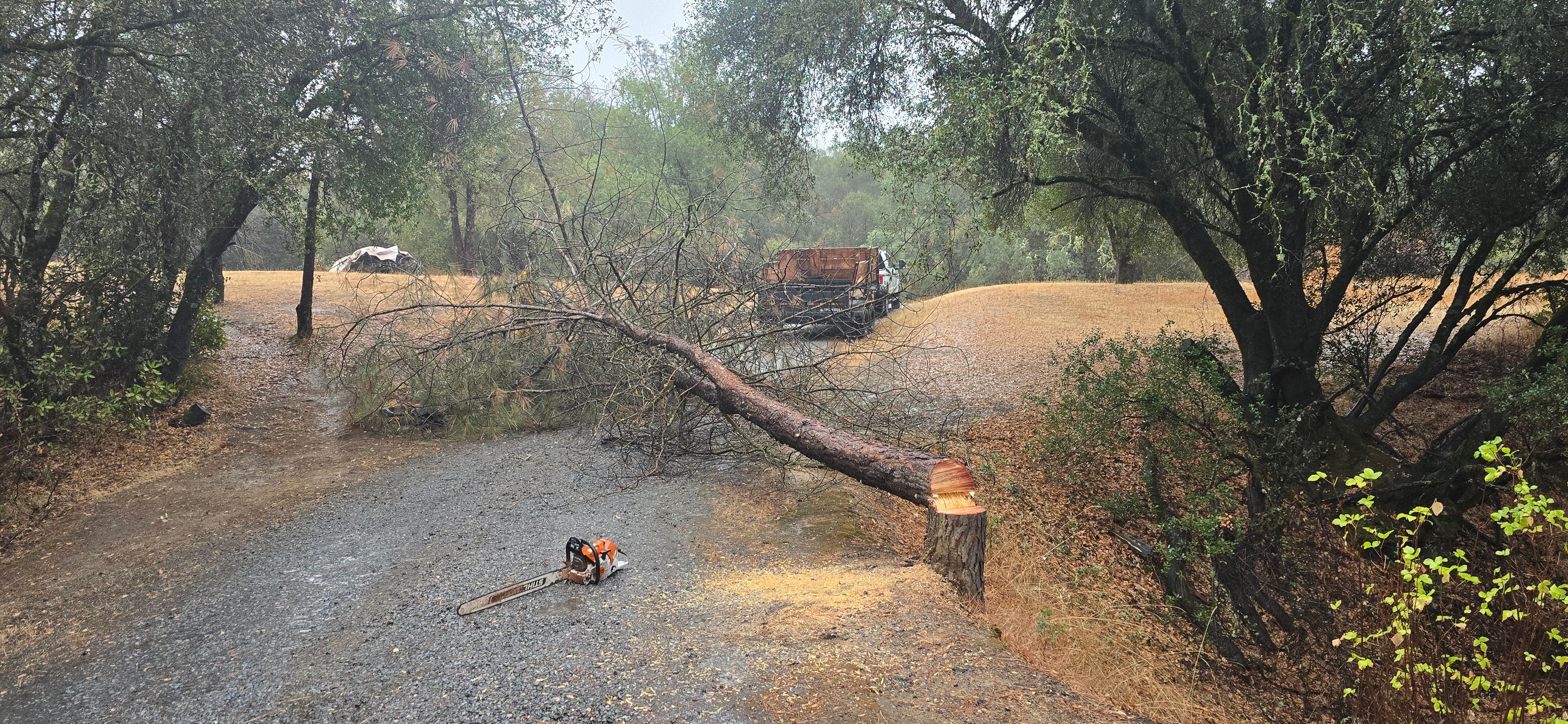  for George Staddan's Professional Tree Care in Placerville, CA