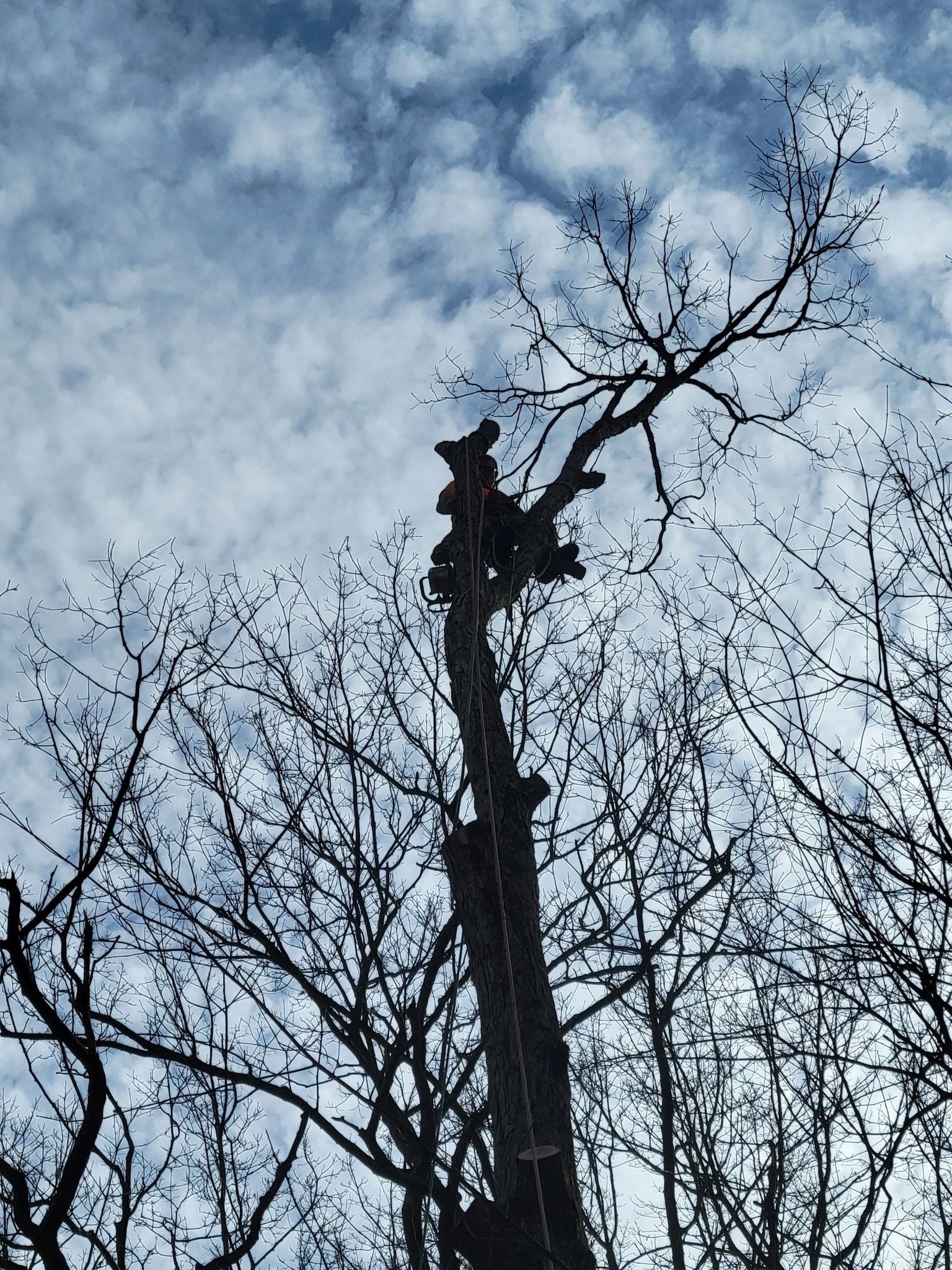  for AAA Tree Cutting in Shavertown, PA