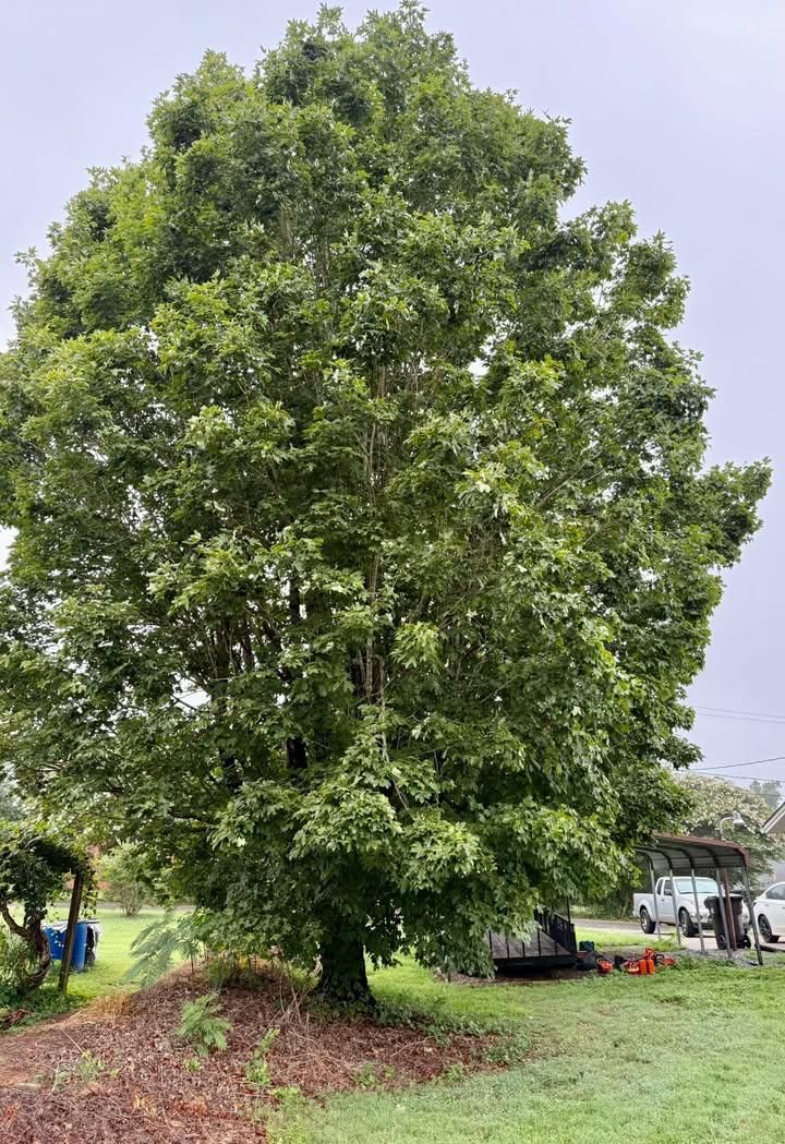  for Down South Tree Care and Landscaping in Maiden, NC