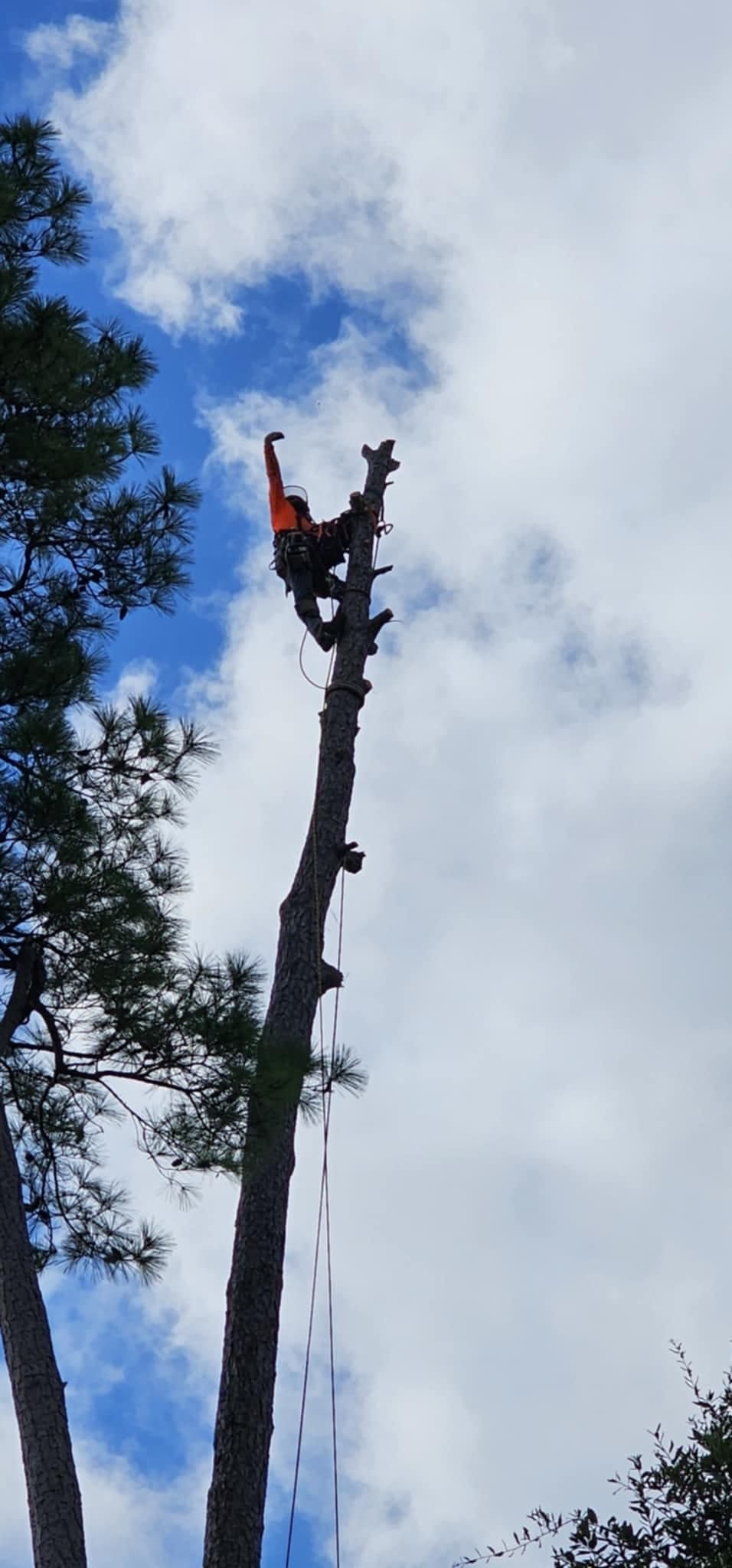  for Servin's Tree Care  in Houston, TX