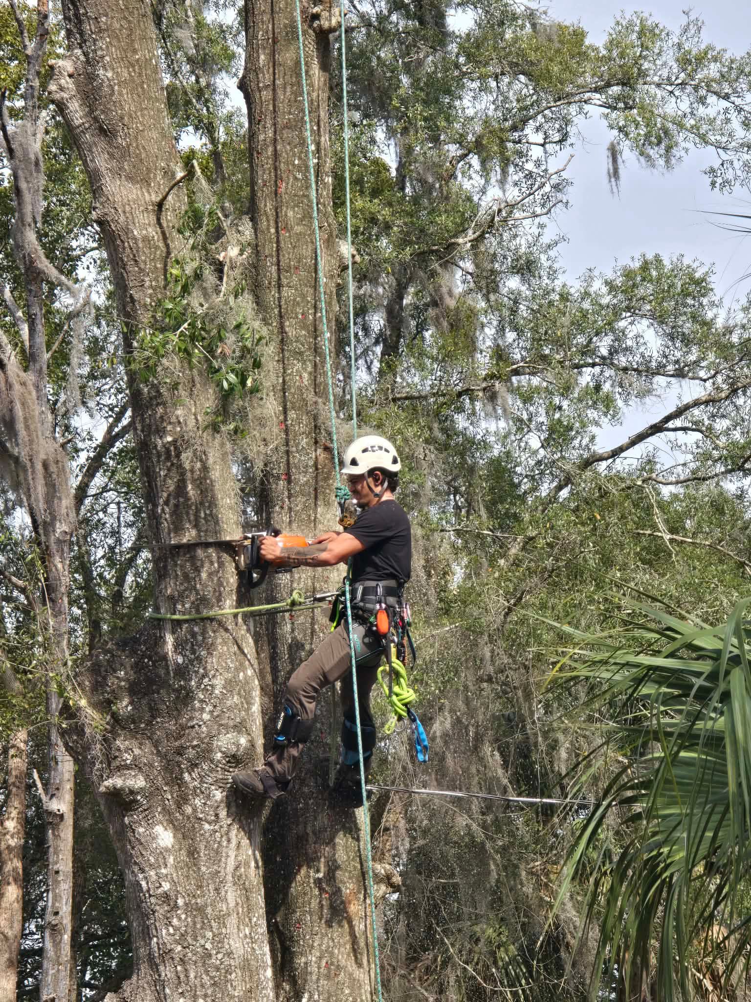  for All Around Guys Tree Service in Ocala, FL