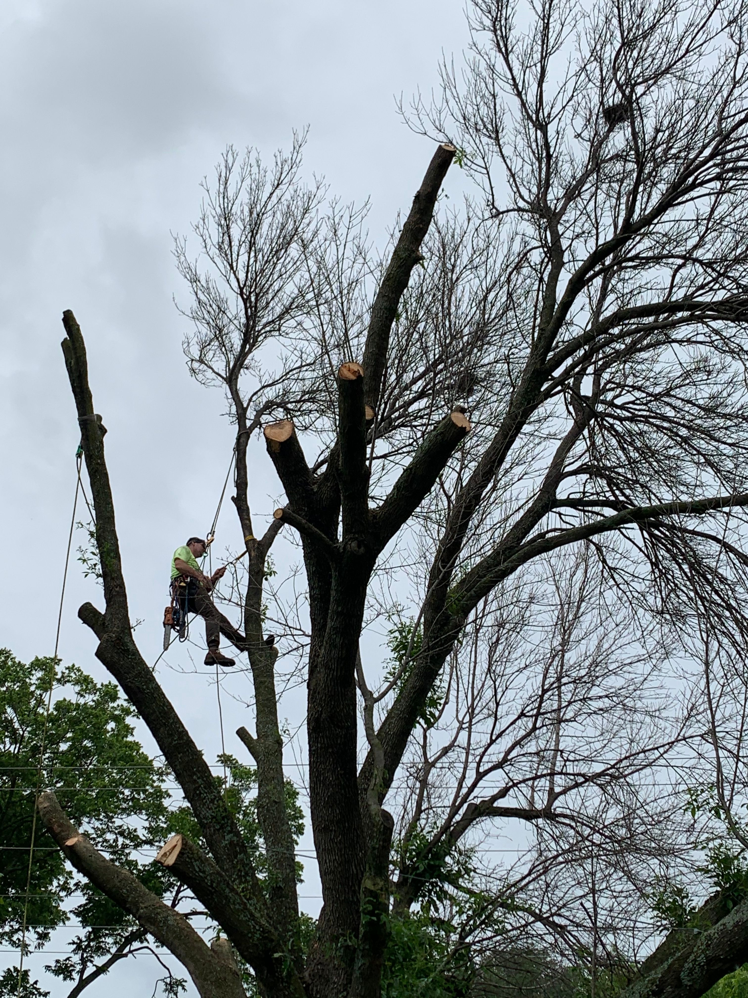  for TLC Professional Tree Service in Bedford, TX