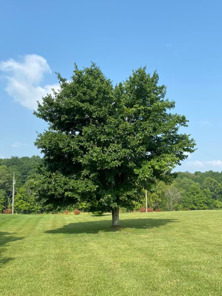 All Photos for Atwood’s Tree Care in Liberty,  KY