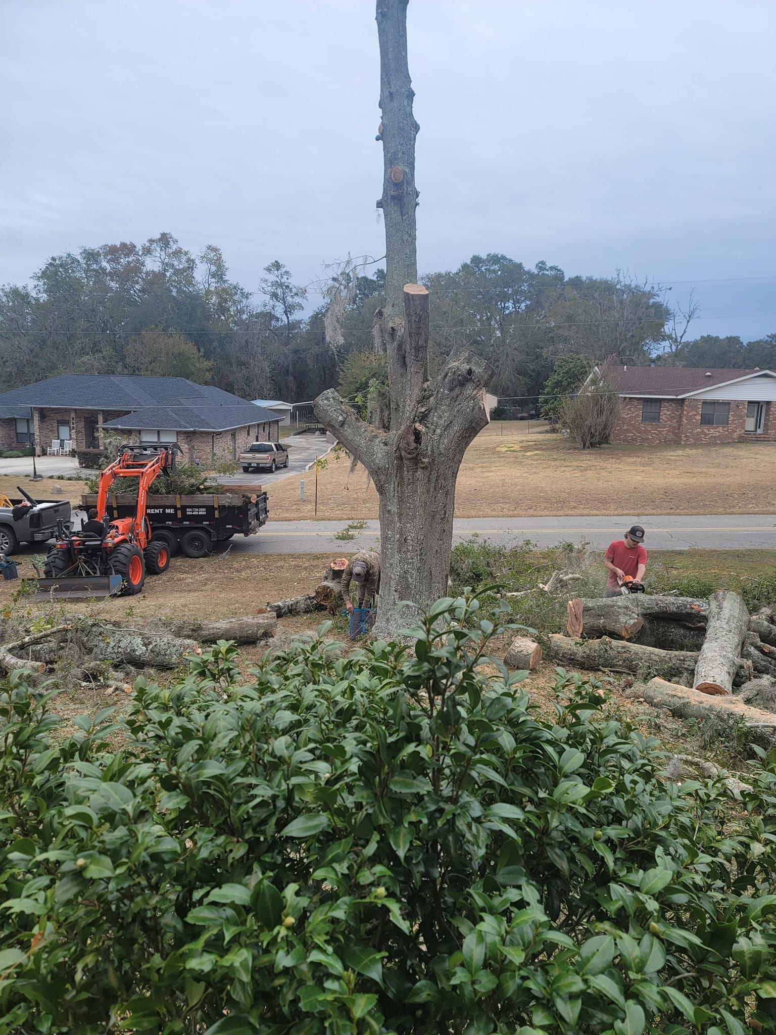  for Warners Tree Solutions in Live Oak, FL