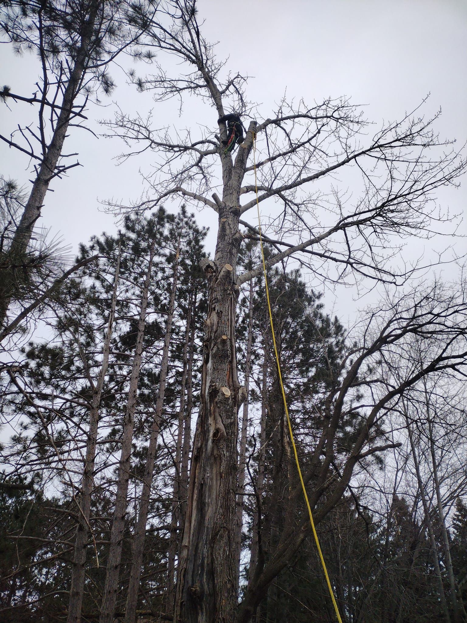  for Dan's Tree Service LLC in Bemidji, MN