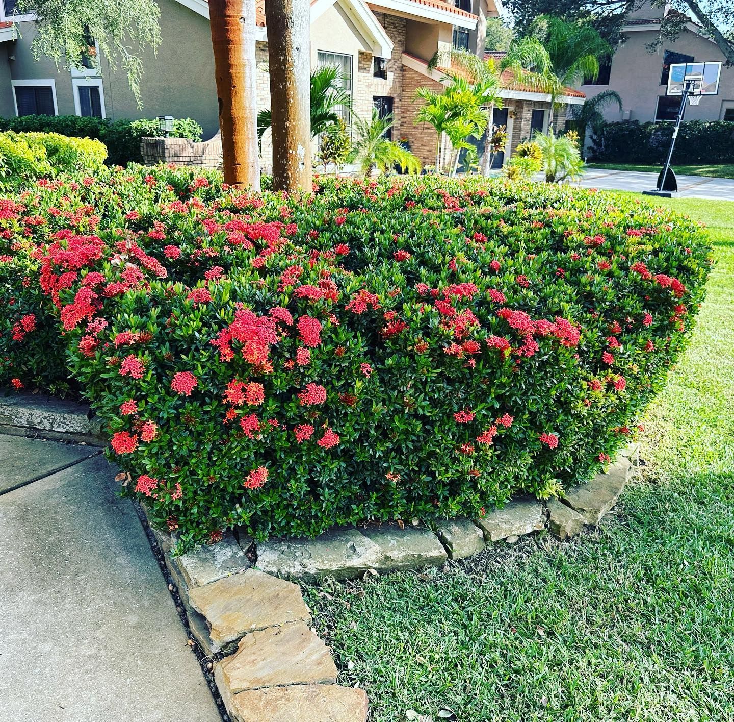 All Photos for GS Lawn & Landscape in Clearwater, FL