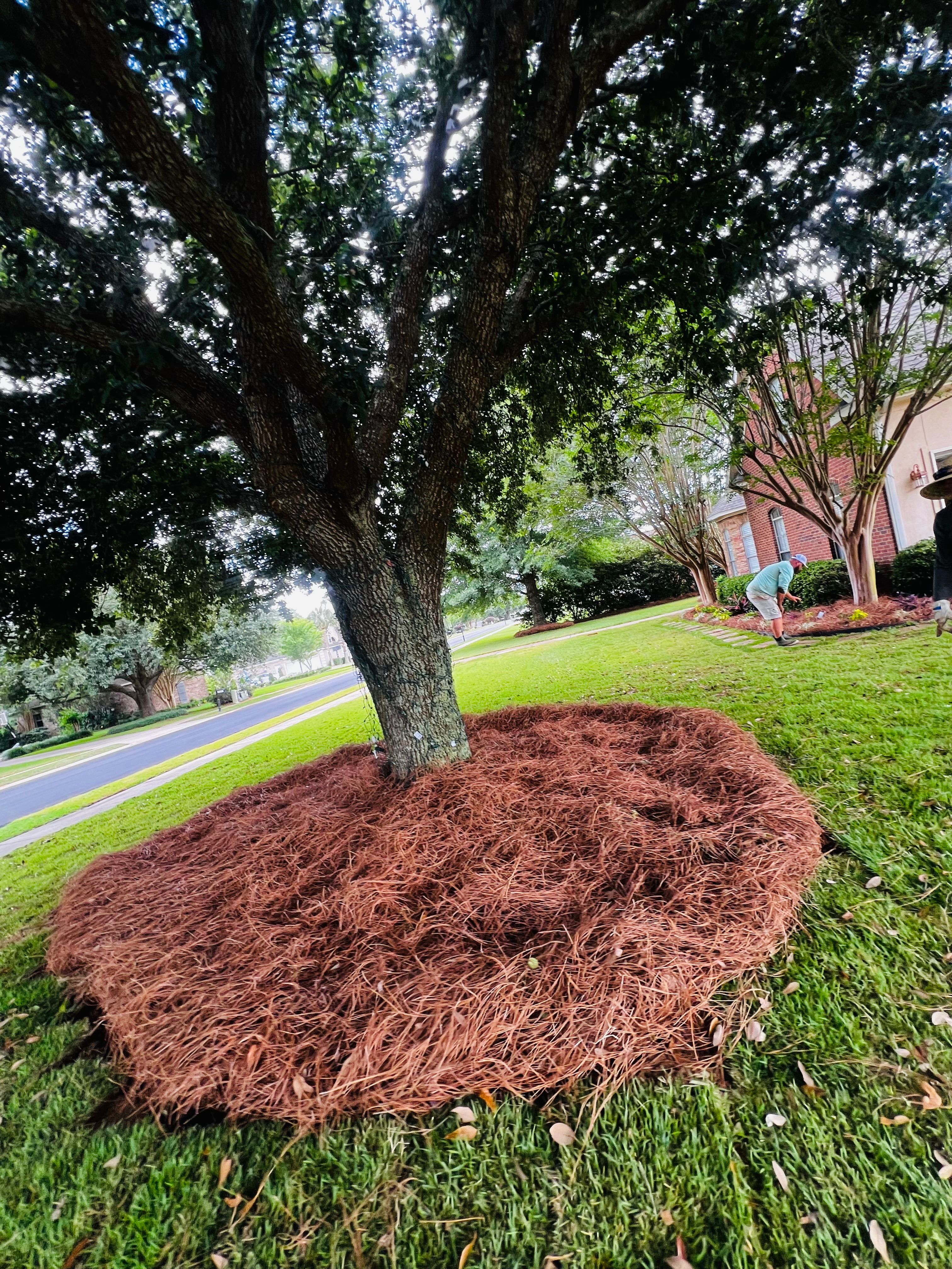  for Enhanced Landscape in Daphne, AL