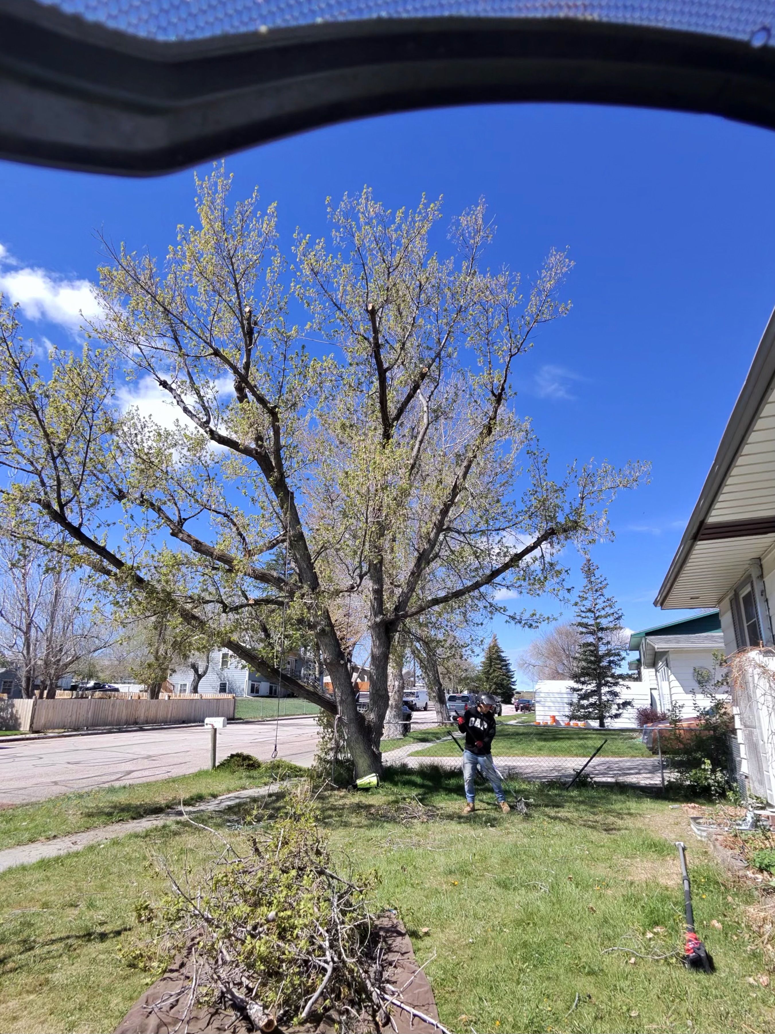  for Elevated Tree Care in Gillette, WY
