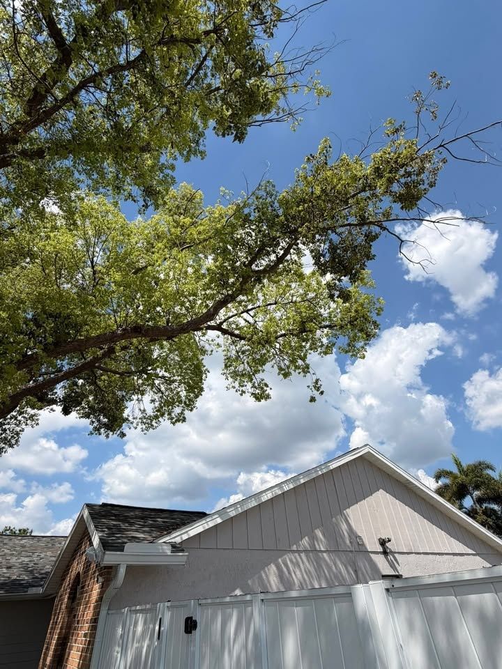  for Damian’s Tree Care in Sarasota, FL