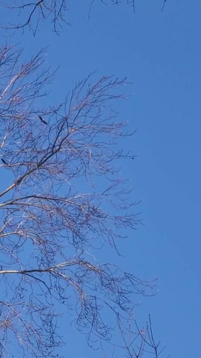  for Integrity Tree and Landscaping in Lynchburg, VA