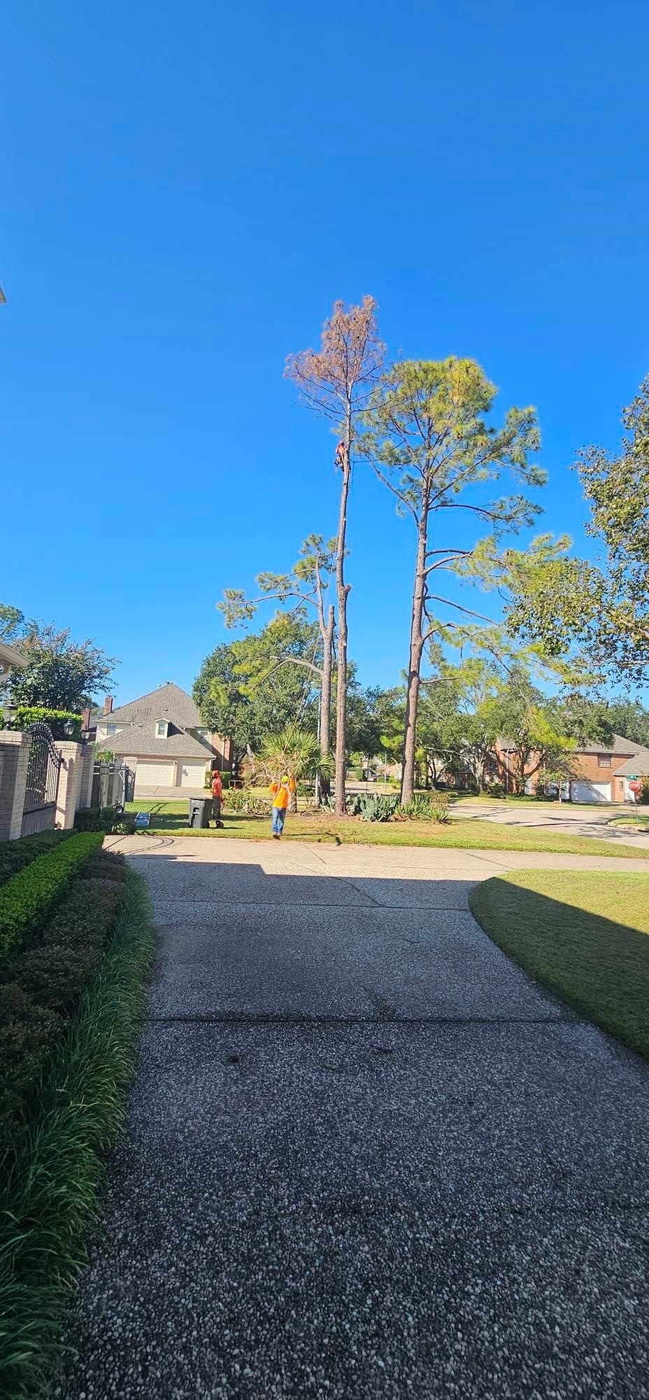  for Servin's Tree Care  in Houston, TX