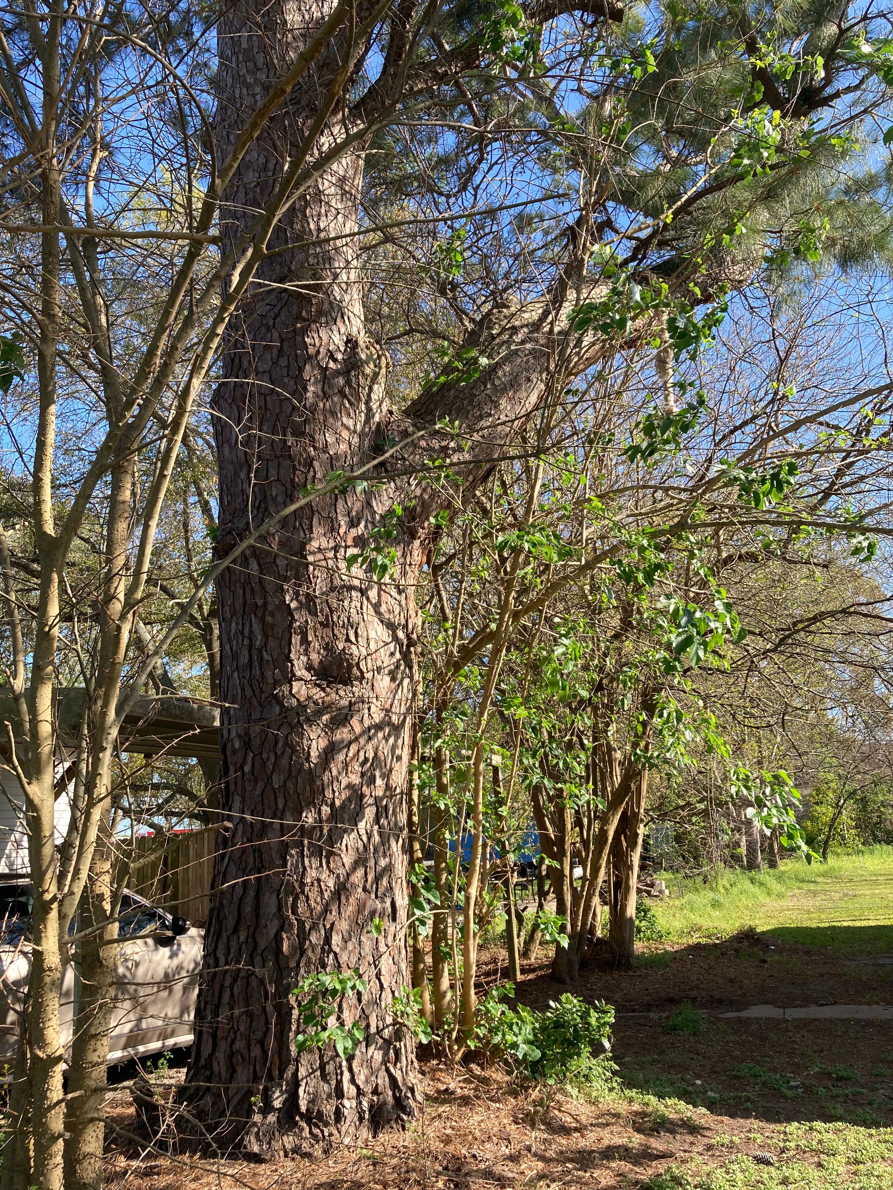  for Alpers Tree Services in Cleveland, TX