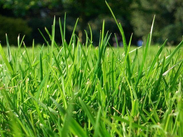  for Cutting Edge Lawn Care in Fayetteville, NC