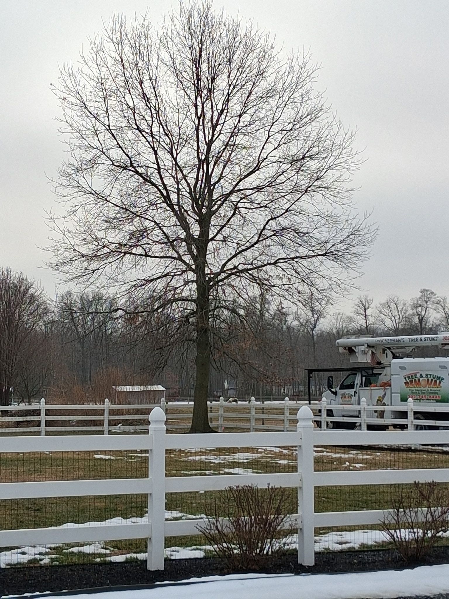  for Loockerman's Tree and Stump Removal in Dover, DE