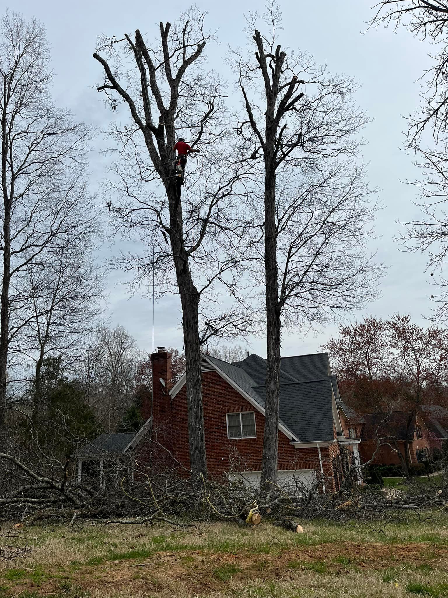  for DW’s Tree Service in Winston-Salem, NC