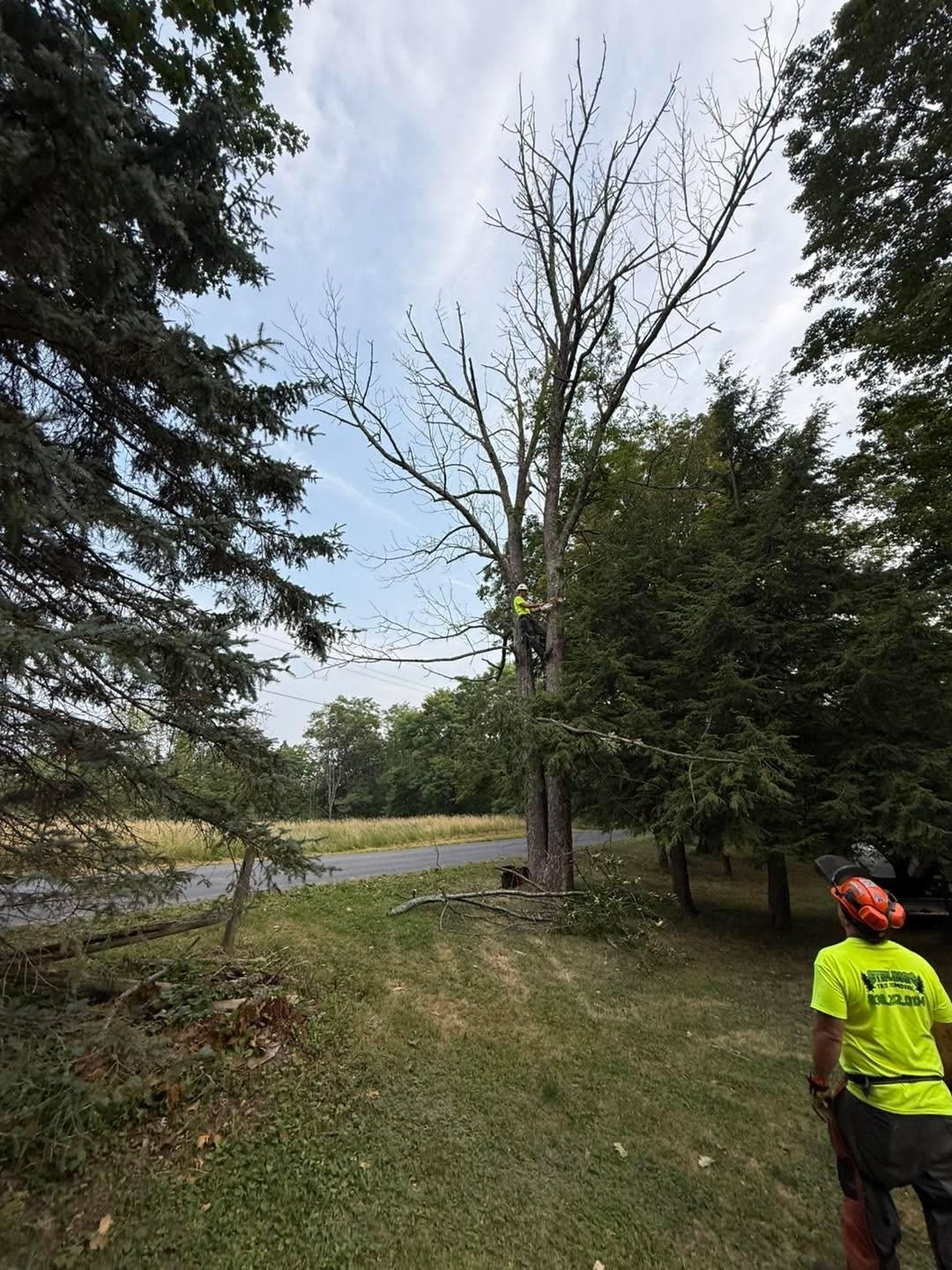  for Sterlings Tree Removal in Cobleskill, New York