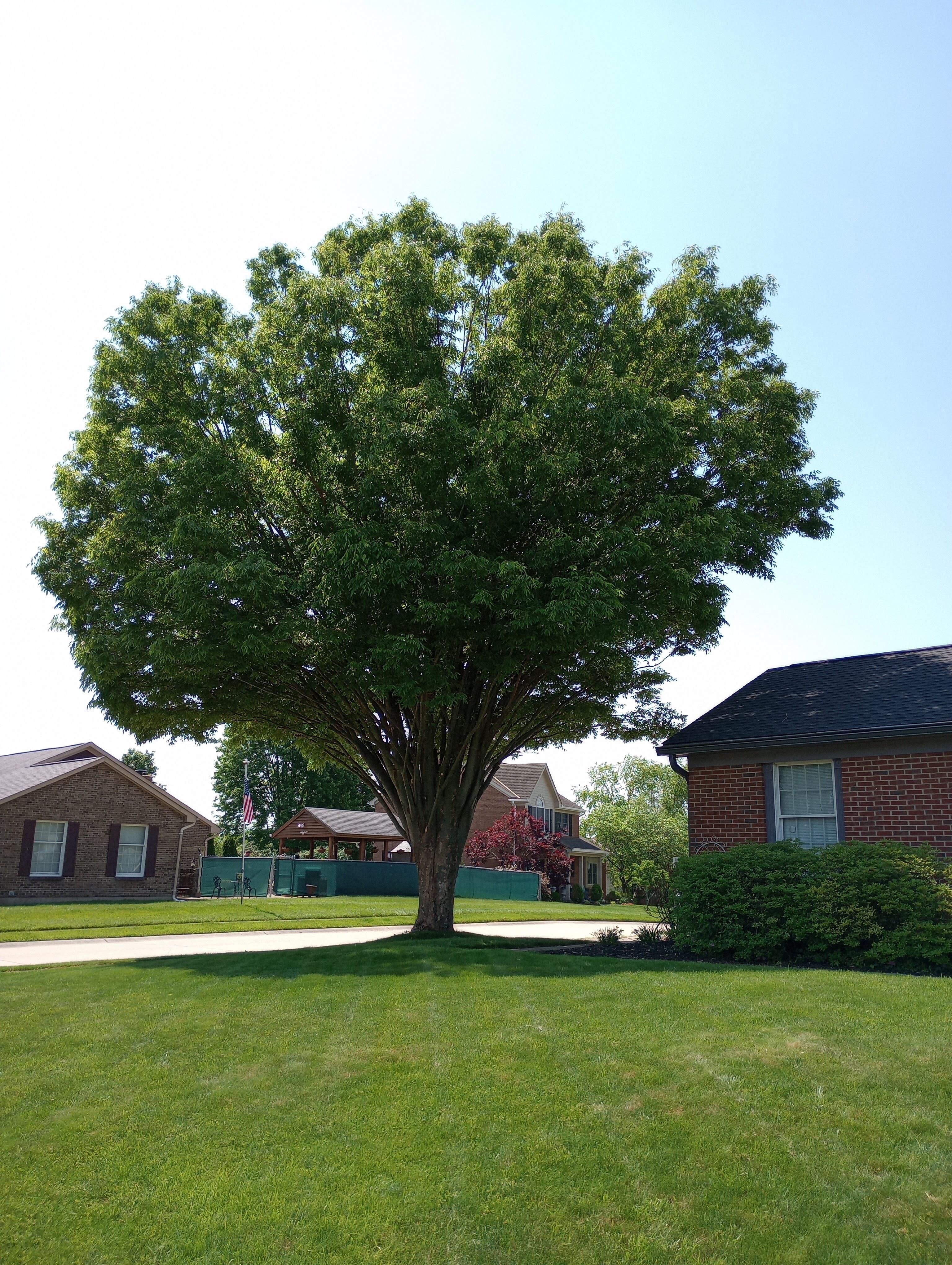  for Kingdom Tree Trimming and Removal LLC in Covington, KY