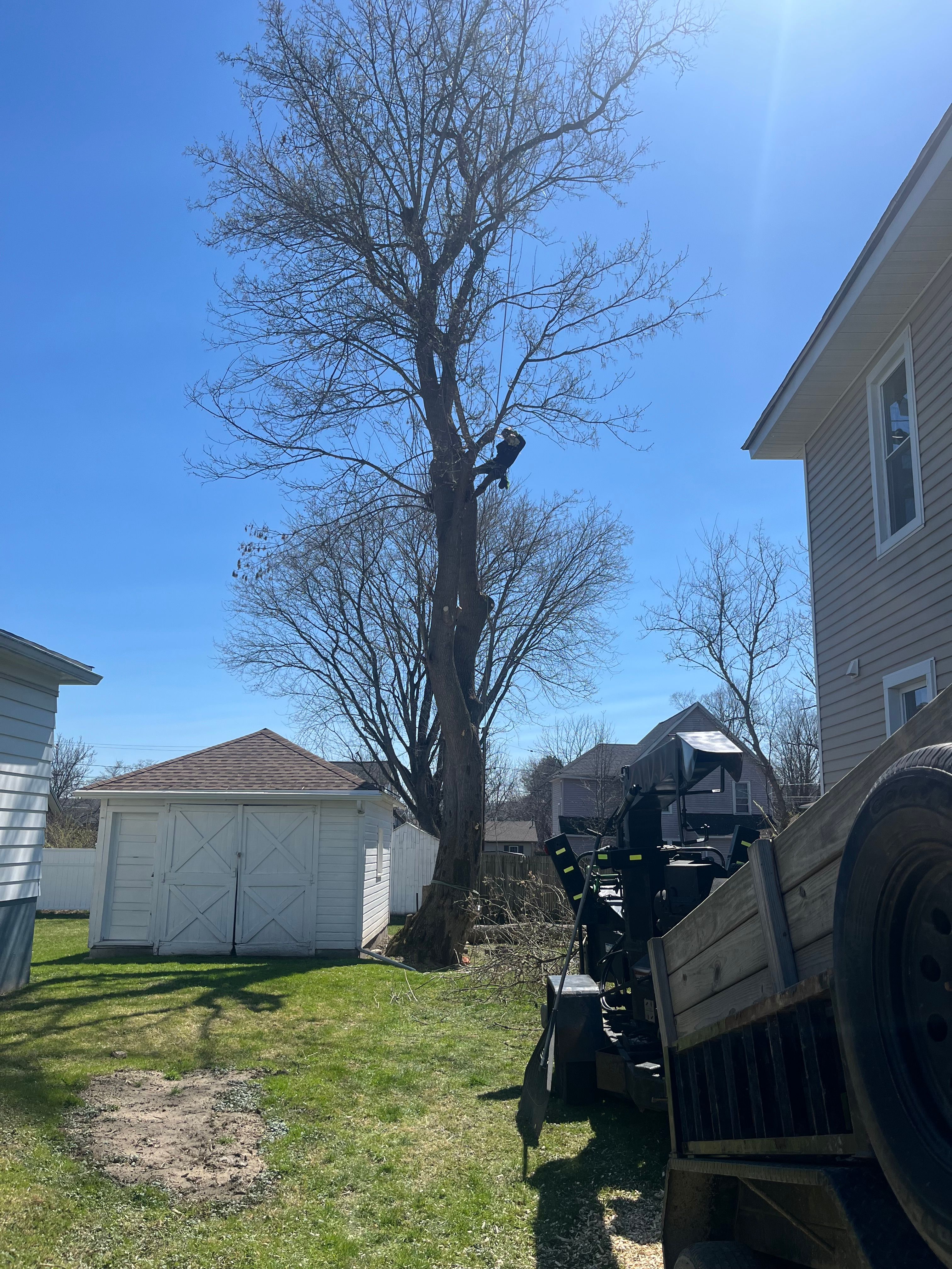 Tree Removal for Licensed to Cut Tree Service in Athens, PA