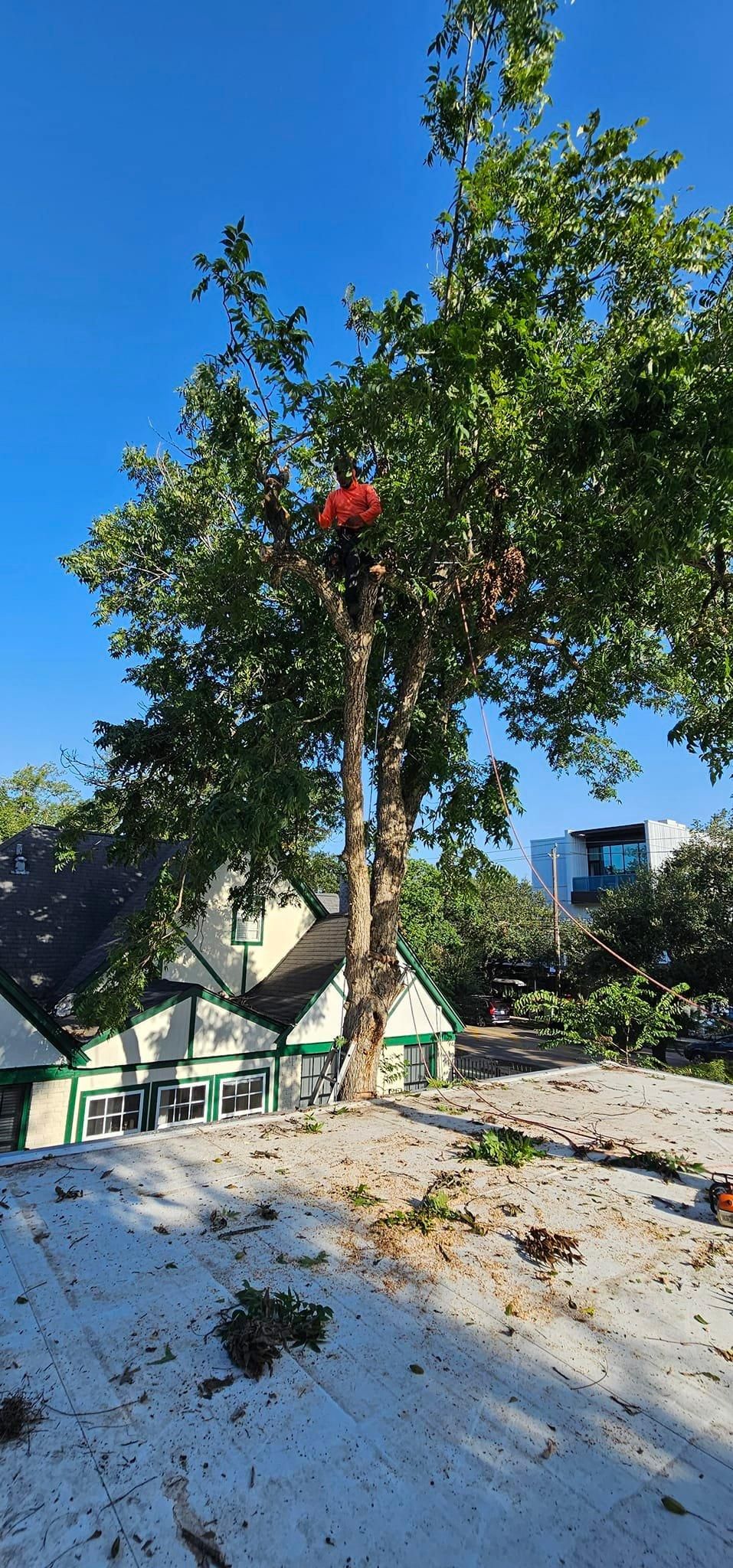  for Servin's Tree Care  in Houston, TX