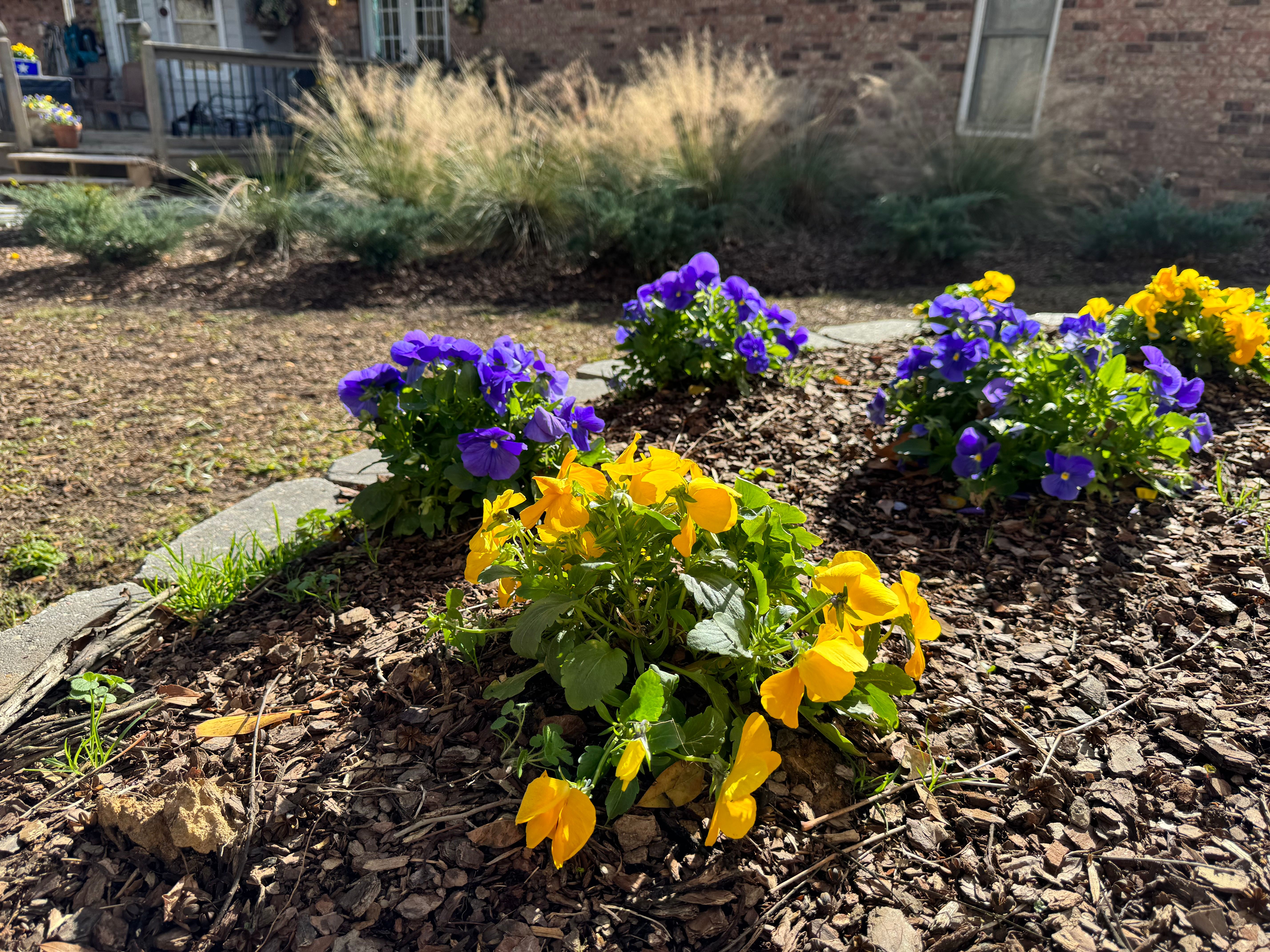  for Amis Lawn and Landscape, LLC in Clinton, MS