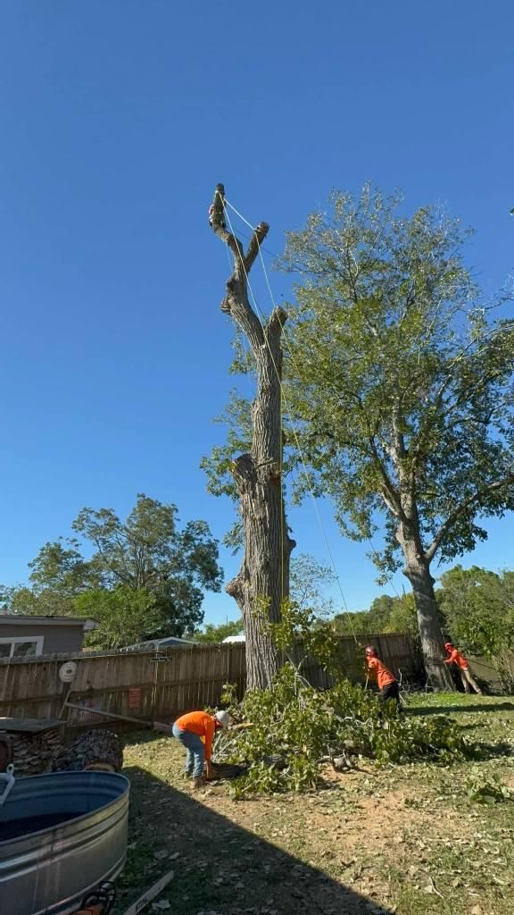  for Servin's Tree Care  in Houston, TX