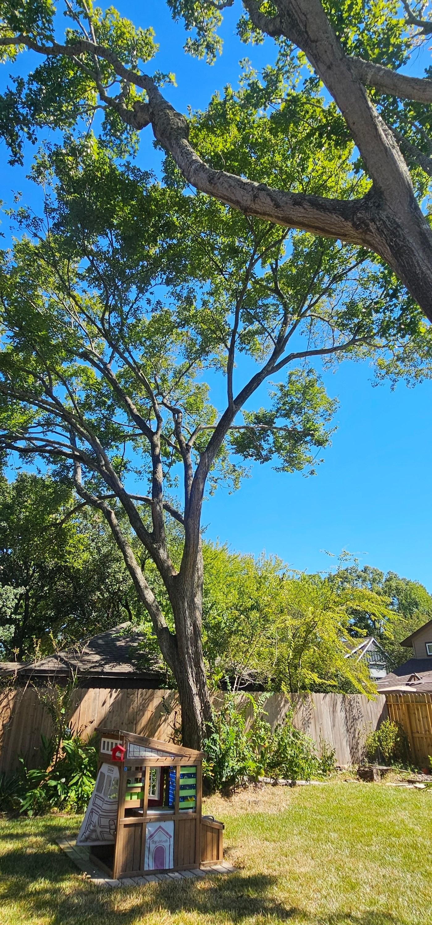  for Servin's Tree Care  in Houston, TX