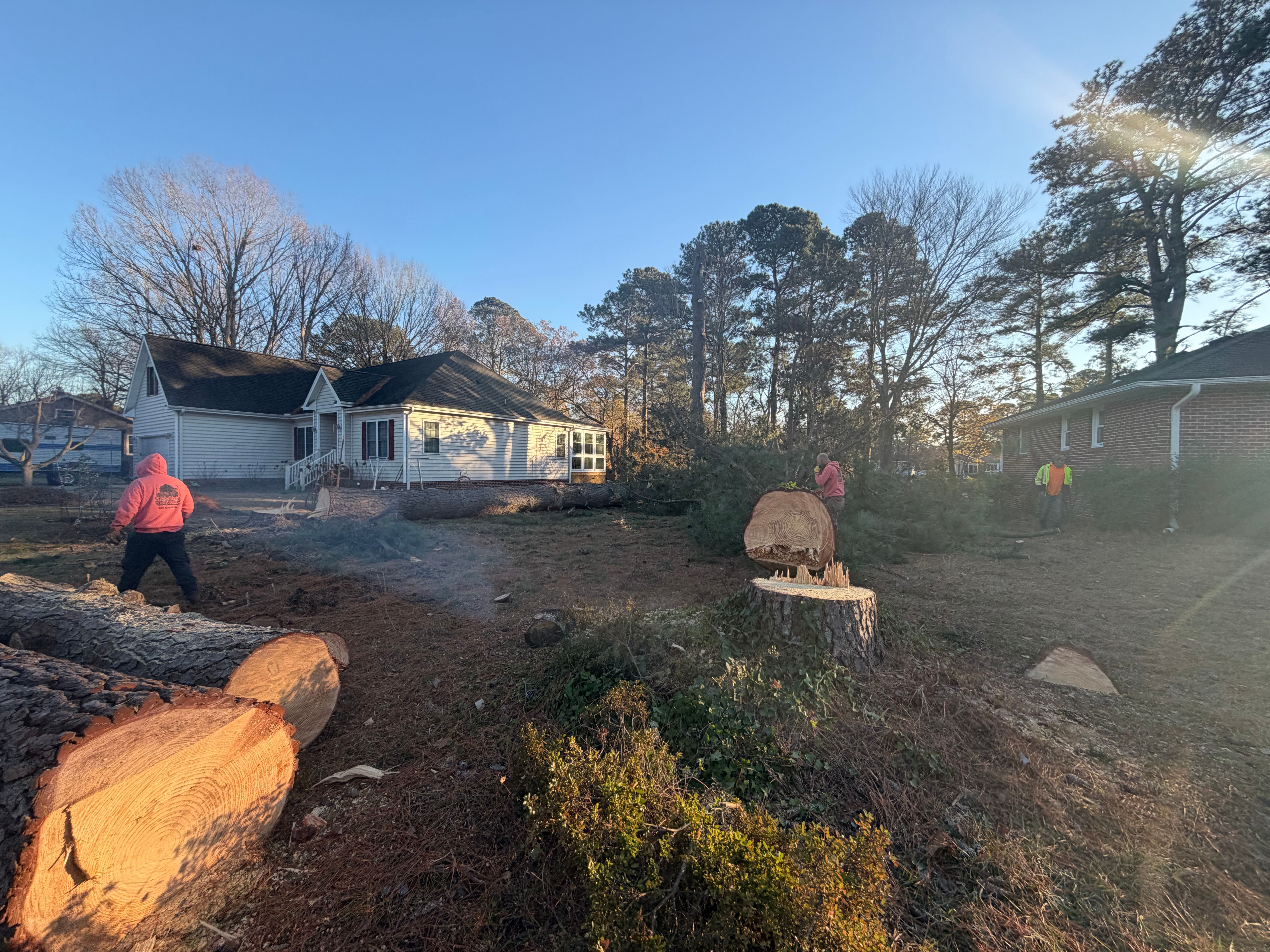  for Tidewater Tree Service in Chesapeake, VA