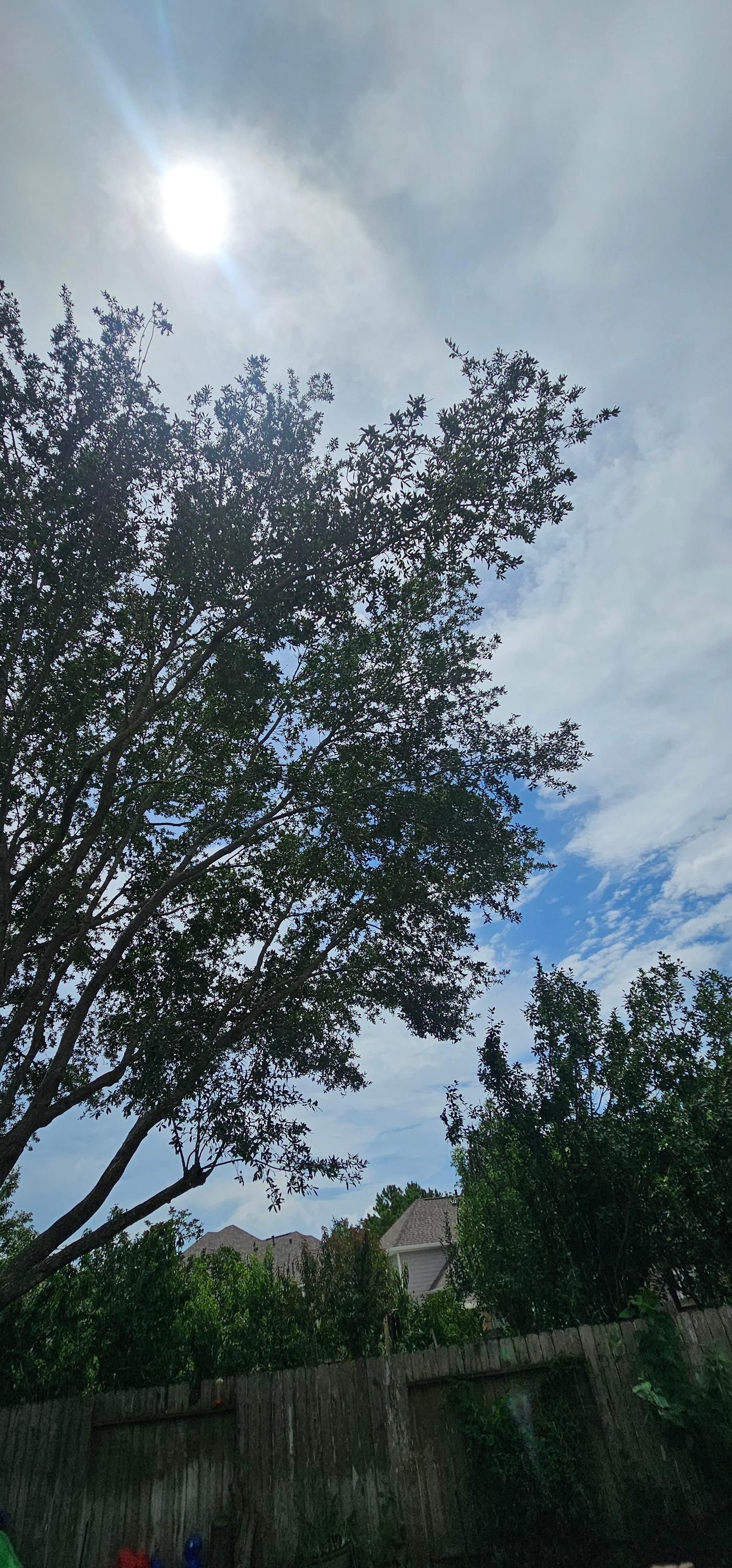  for Servin's Tree Care  in Houston, TX
