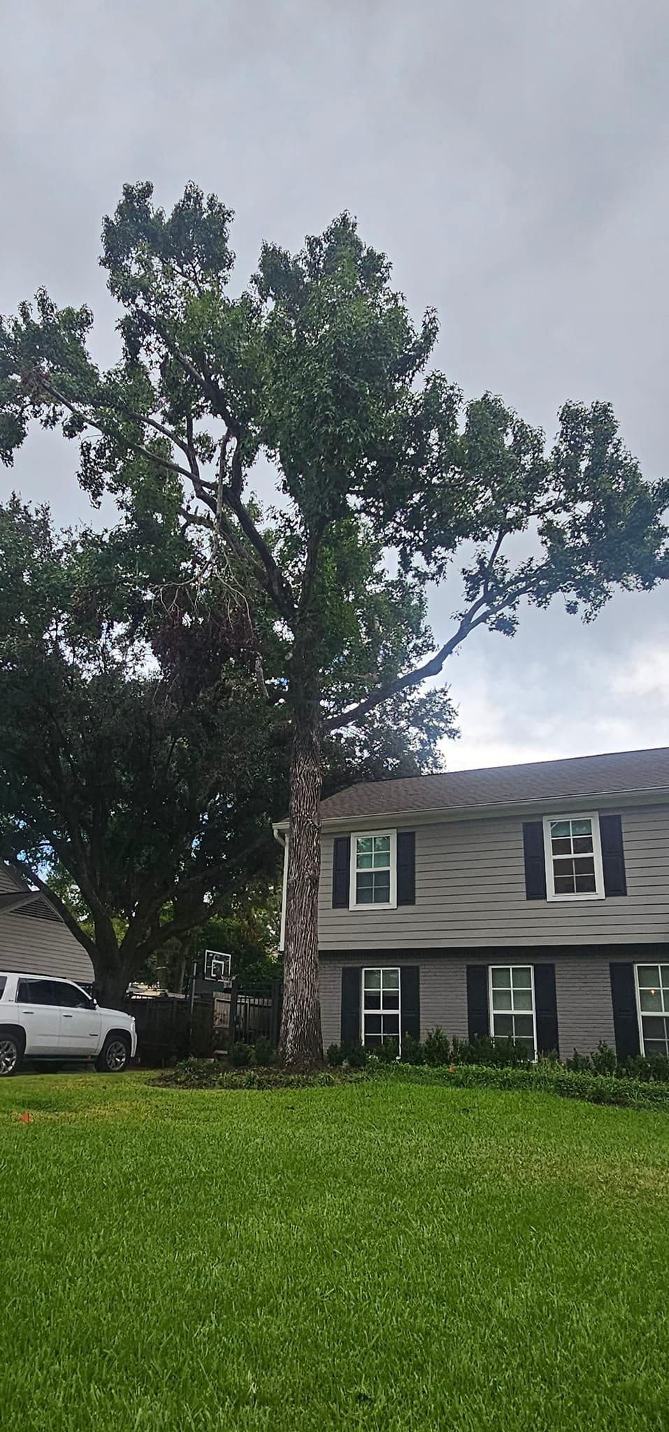  for Servin's Tree Care  in Houston, TX