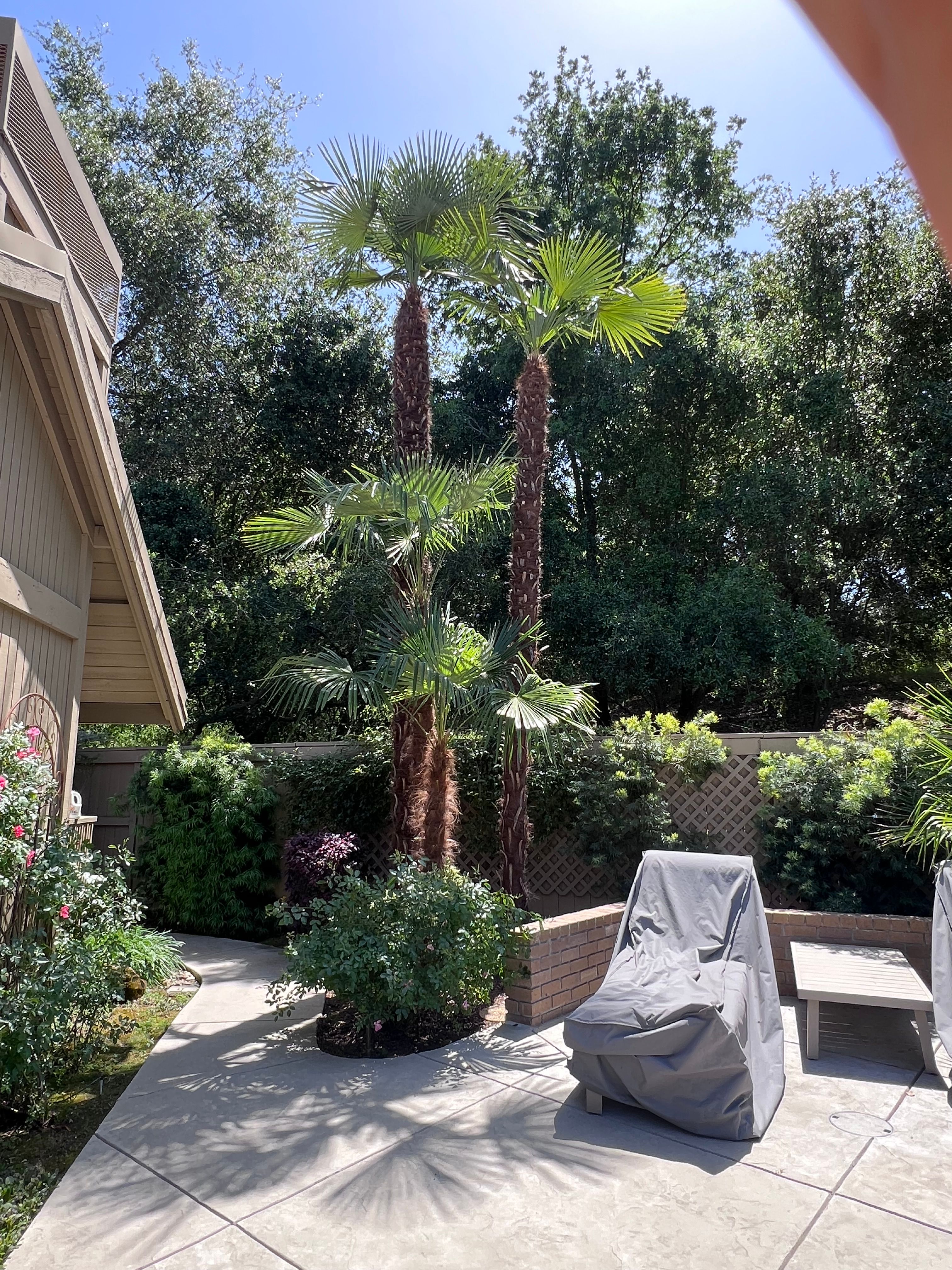 All Photos for Sammy's Tree Services in Rancho Cordova, CA