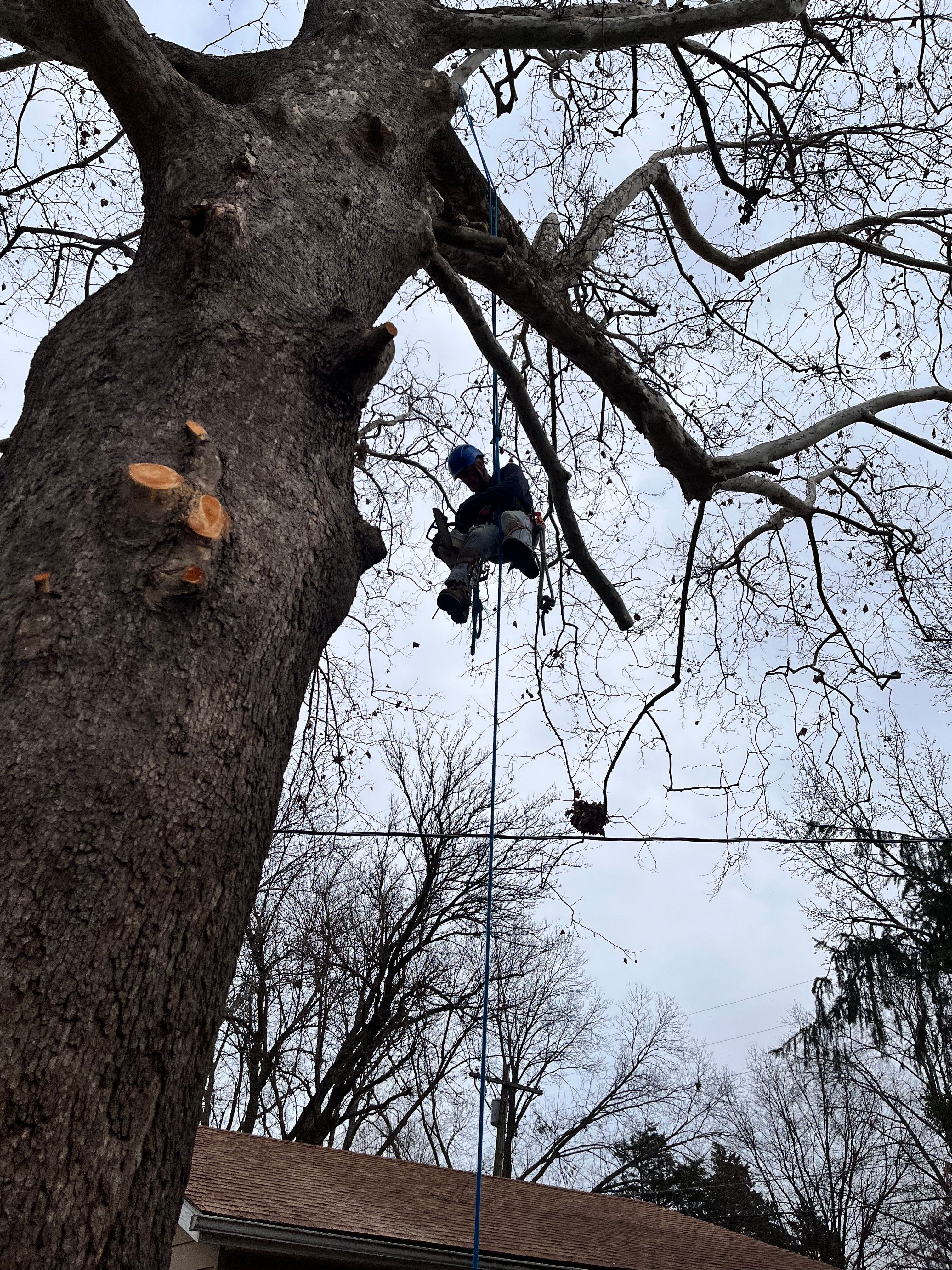  for Stinger Tree Service in Belleville, IL
