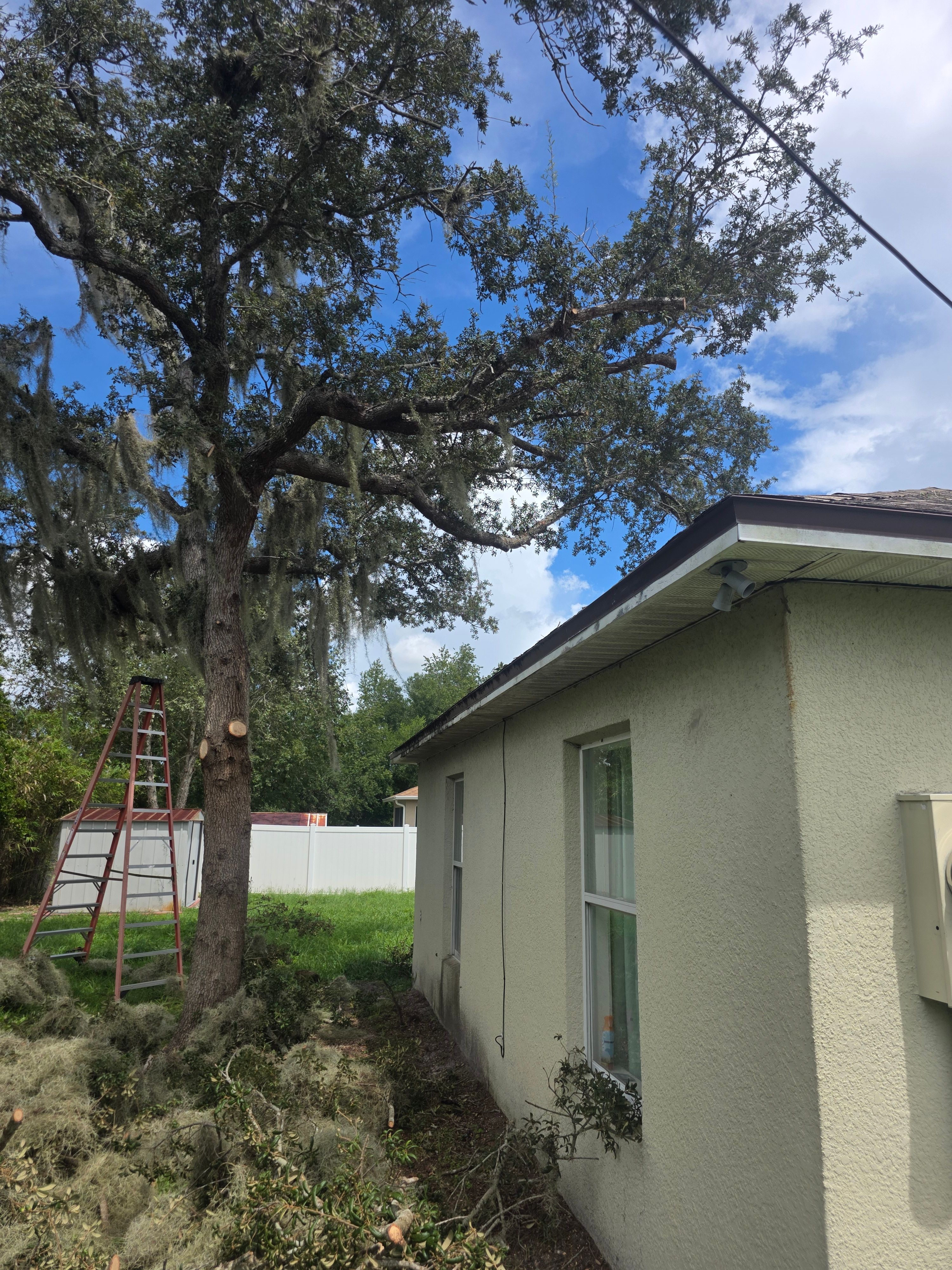 All Photos for Highlife Tree Care And Landscaping in Altamonte Springs, FL