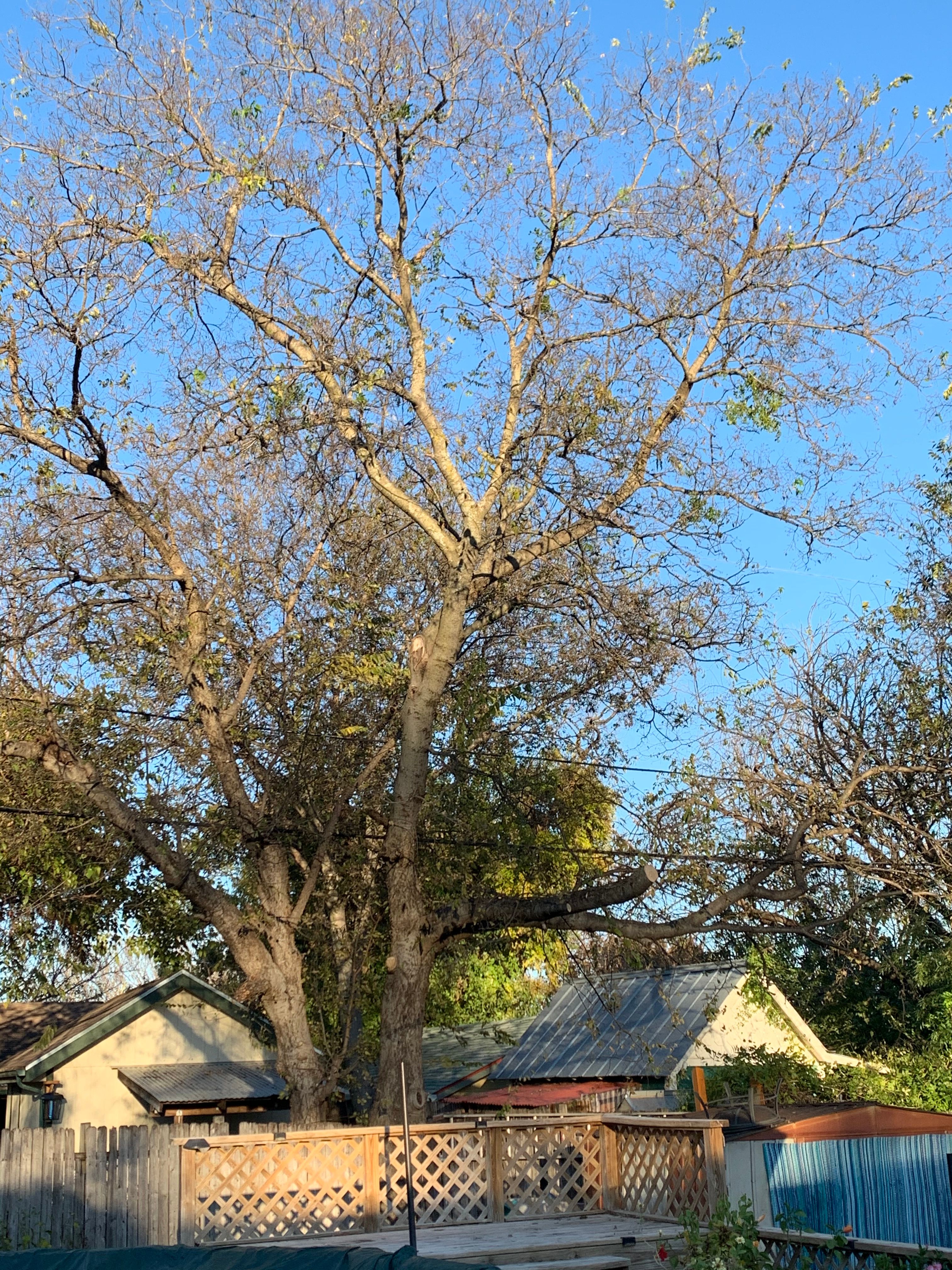  for TLC Professional Tree Service in Bedford, TX