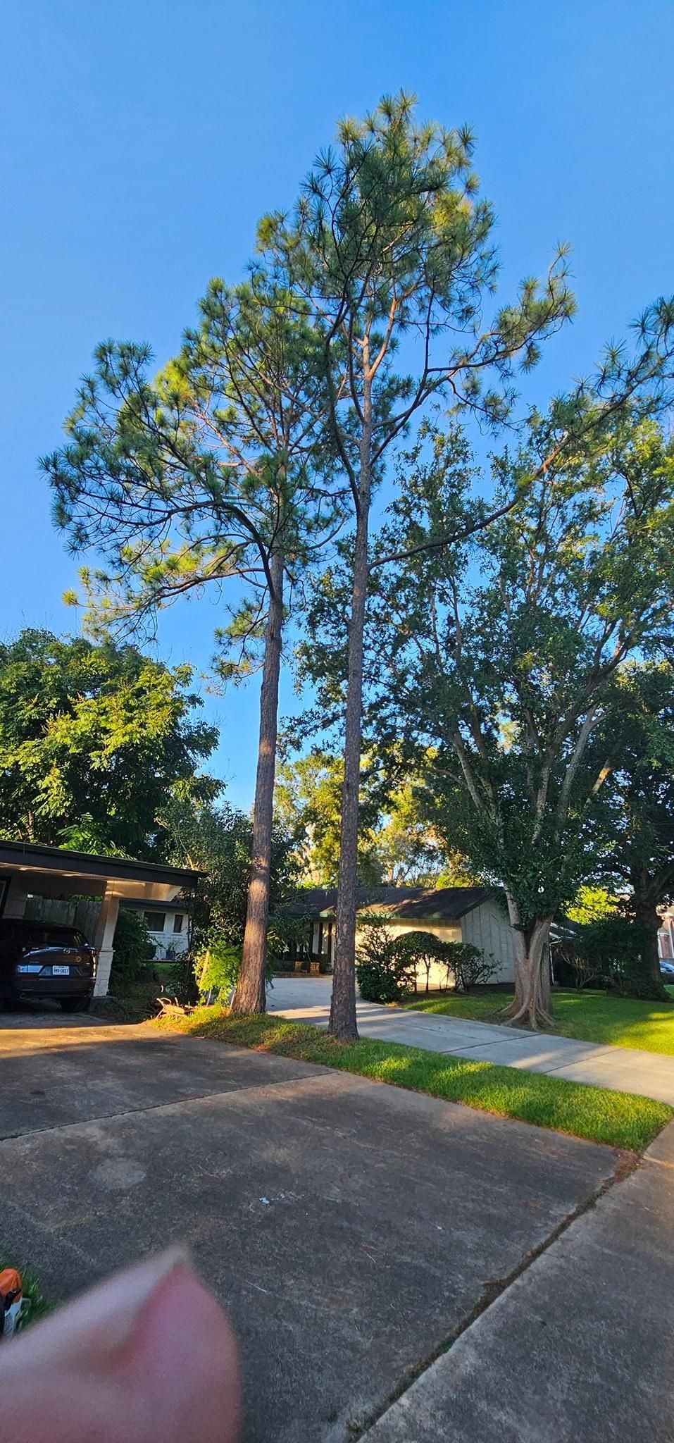  for Servin's Tree Care  in Houston, TX