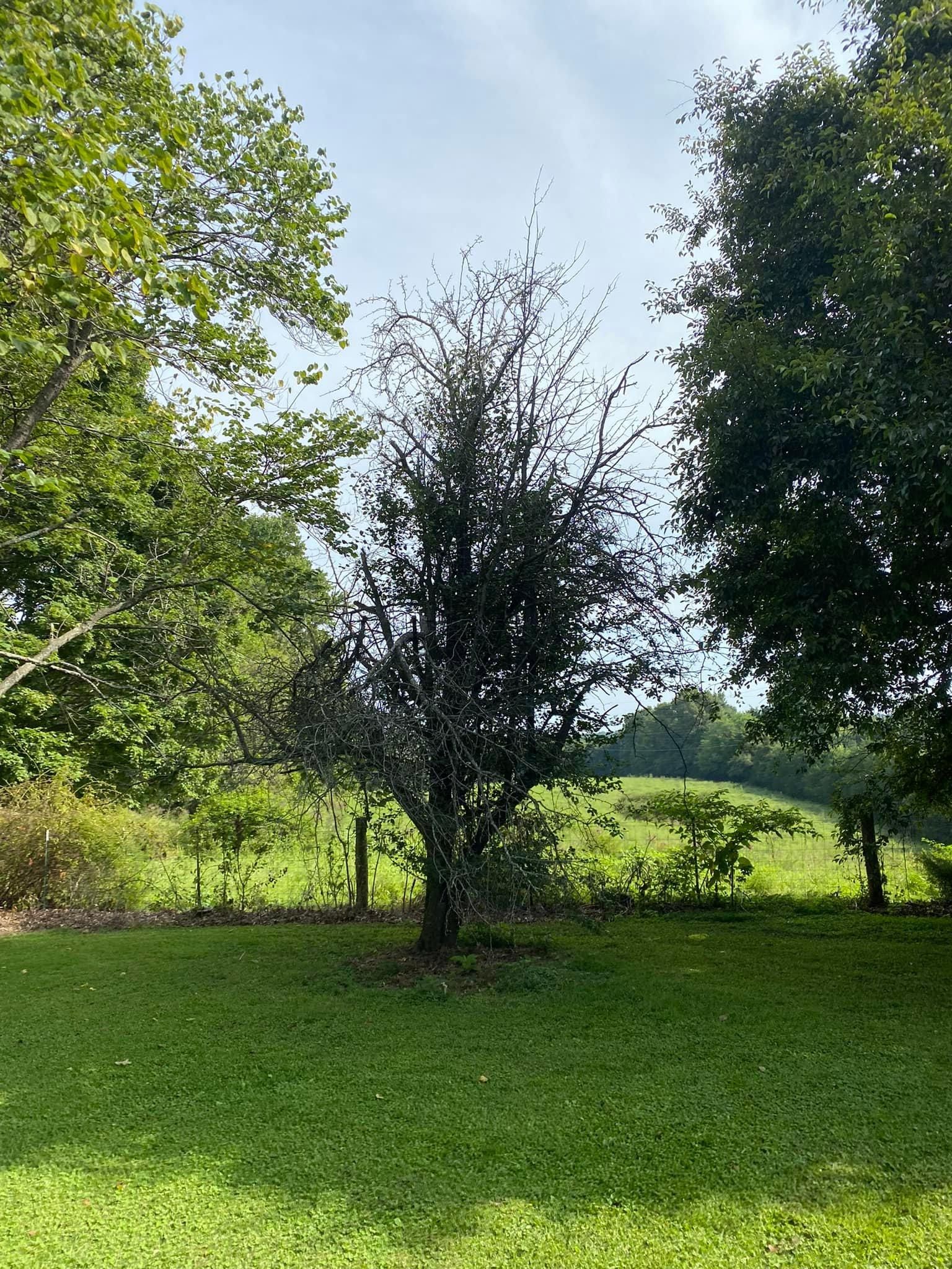 Tree Removal for Atwood’s Tree Care in Liberty,  KY