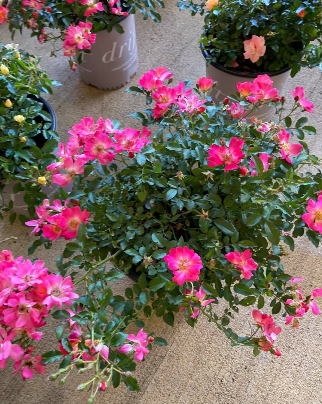 All Photos for S&R Landscaping and Nursery in Charlotte, NC