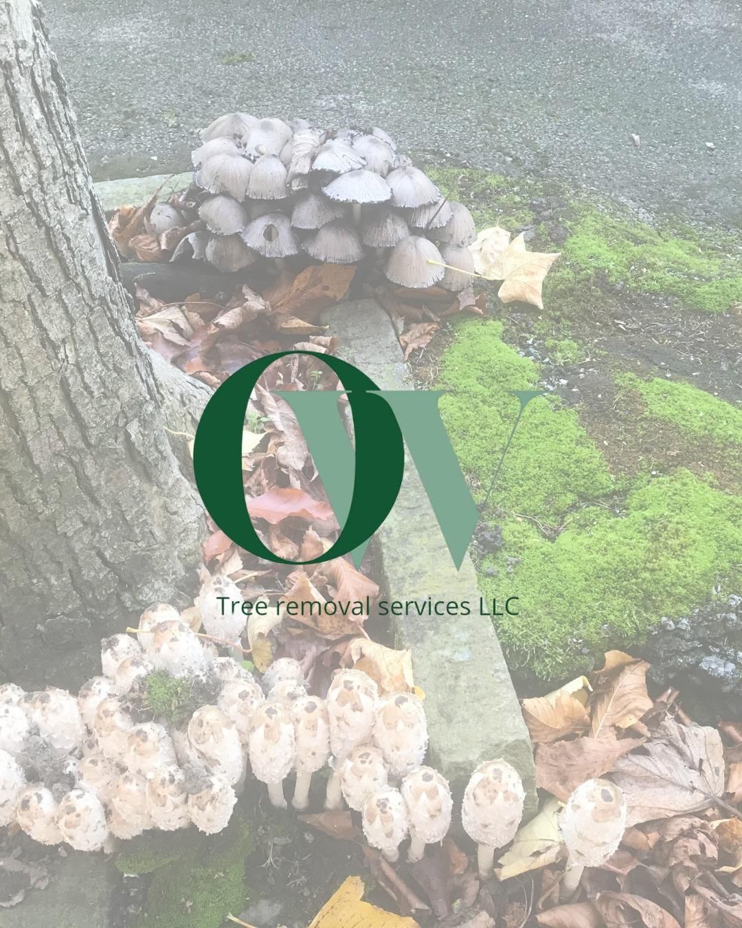  for Oakwood Tree Removal LLC in Oak Creek,  WI